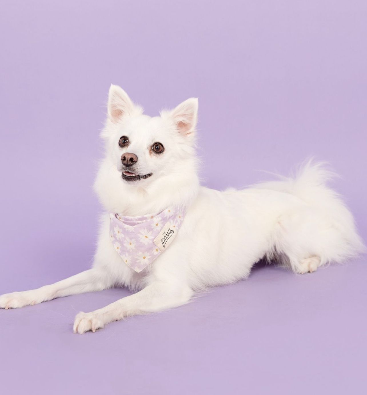 Belle Dog Bandana from The Paws