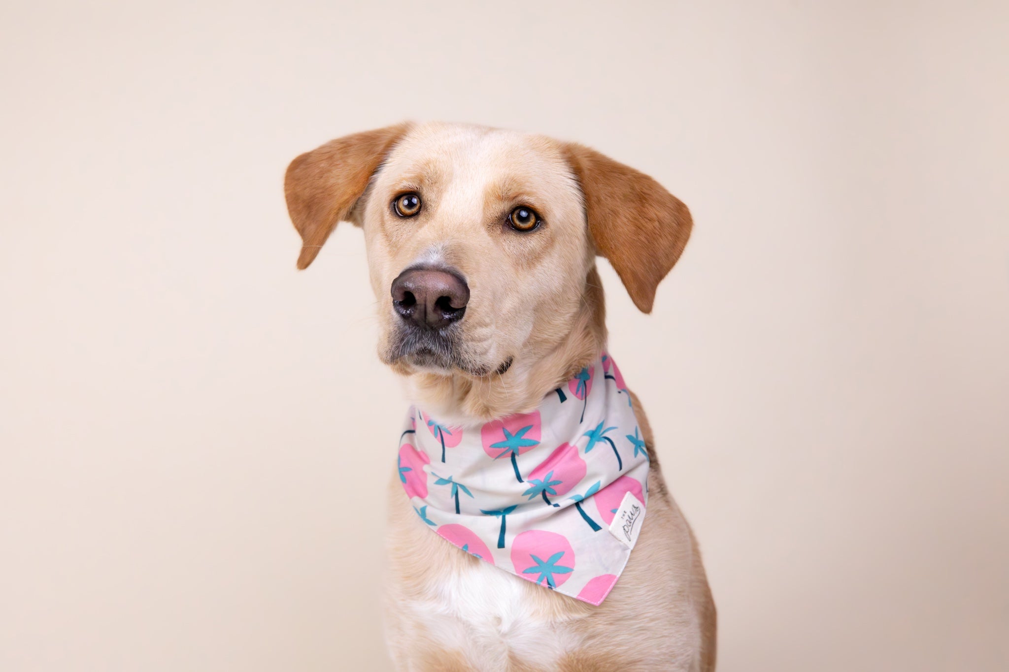 Bingin Dog Bandana- The Paws