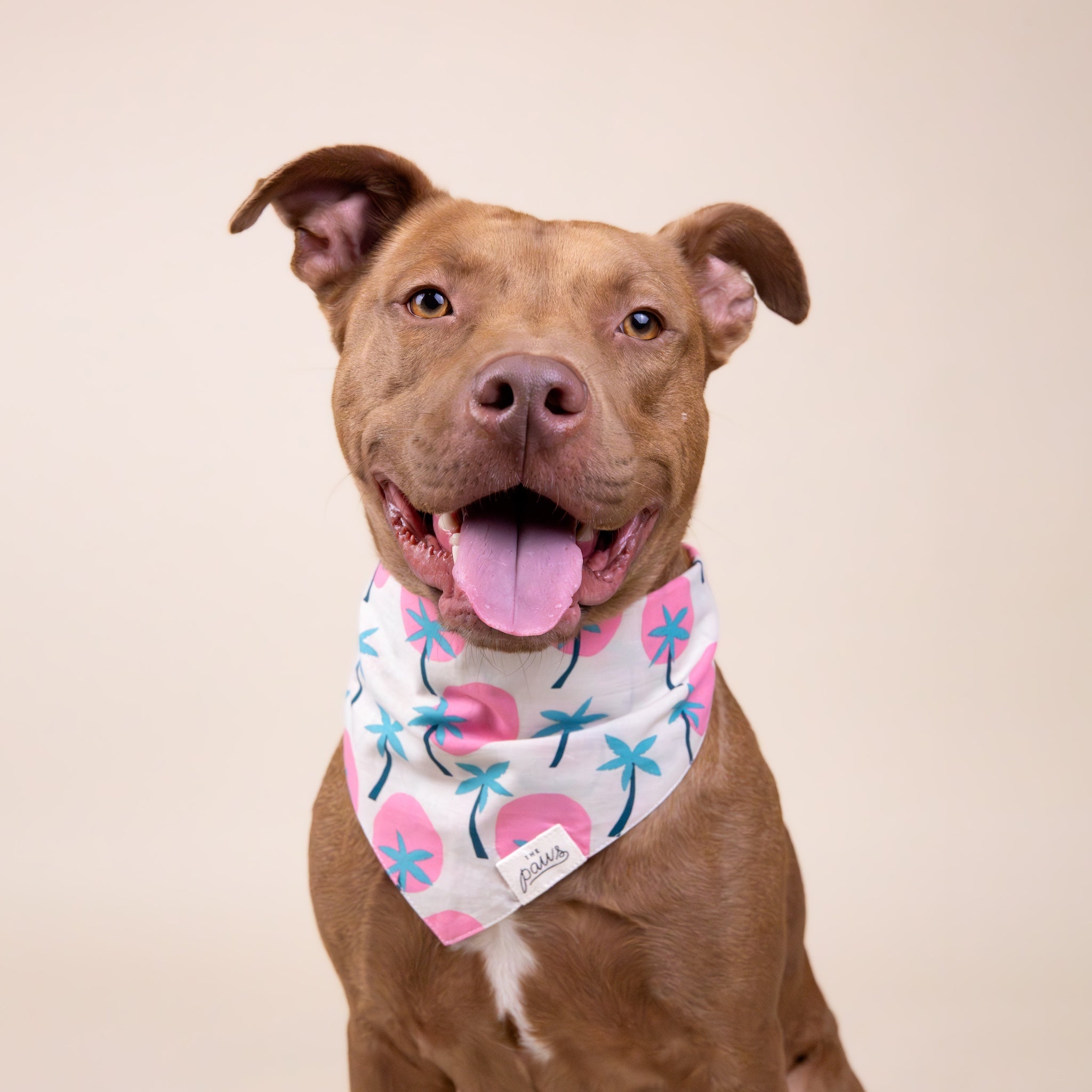 Bingin Dog Bandana from The Paws