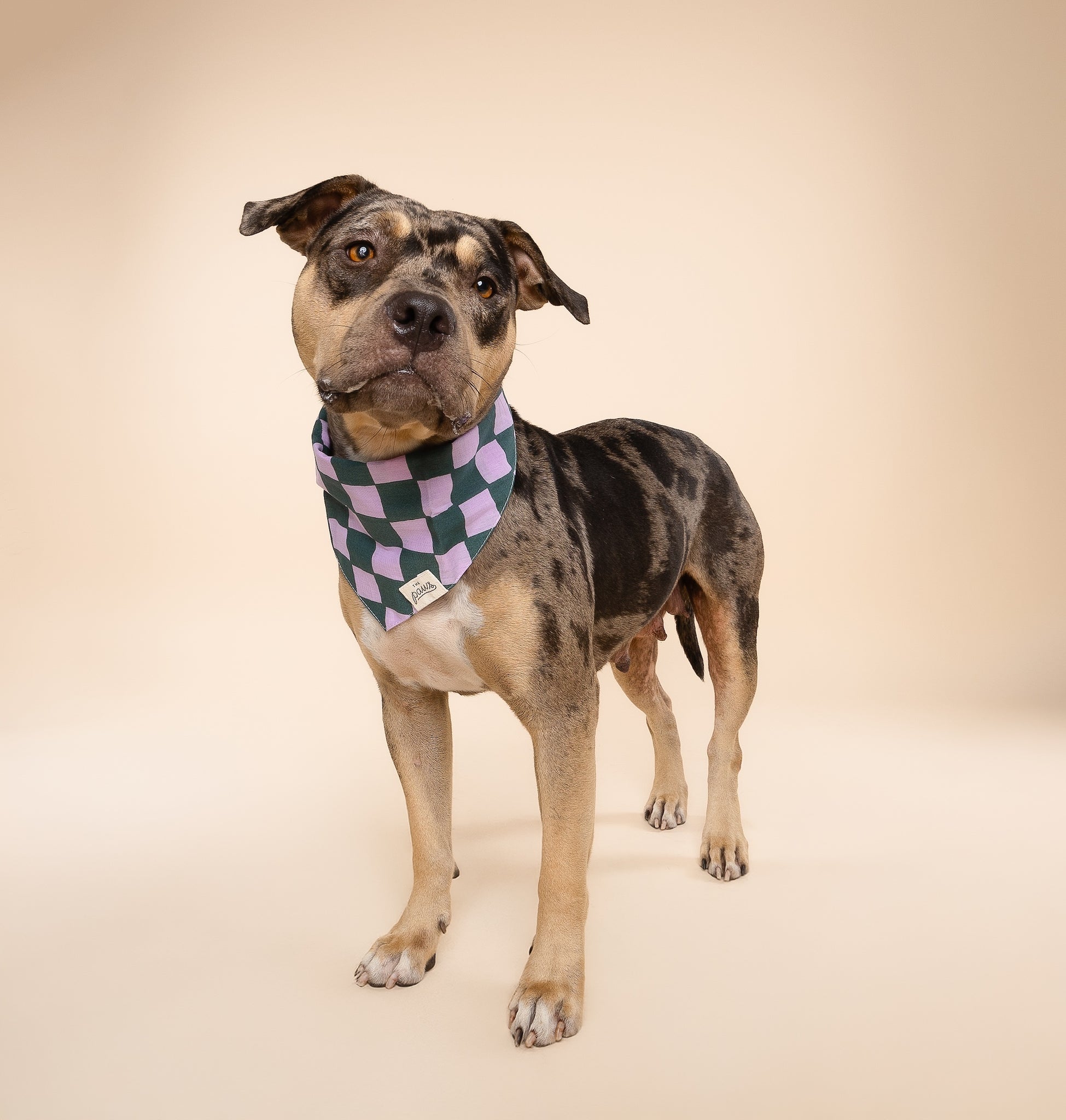 Brooklyn Dog Bandana