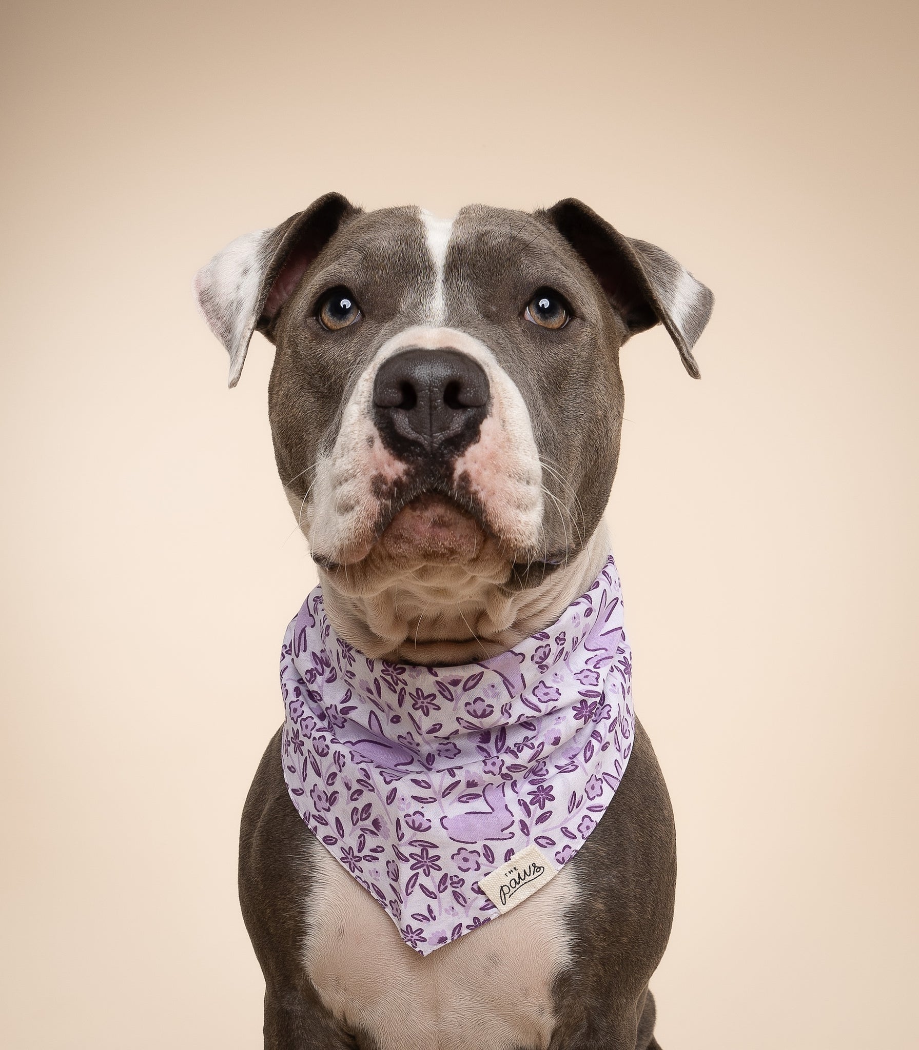 Bunny Dog Bandana