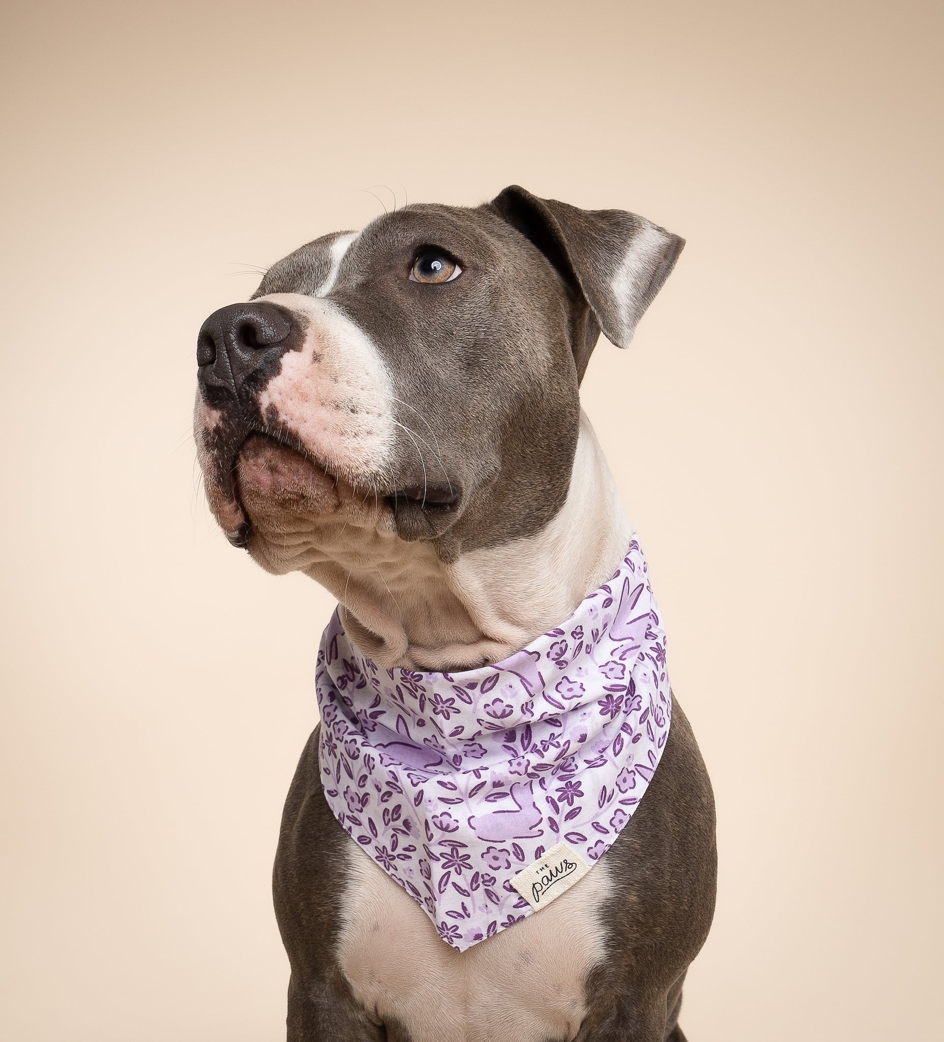 Bunny Dog Bandana