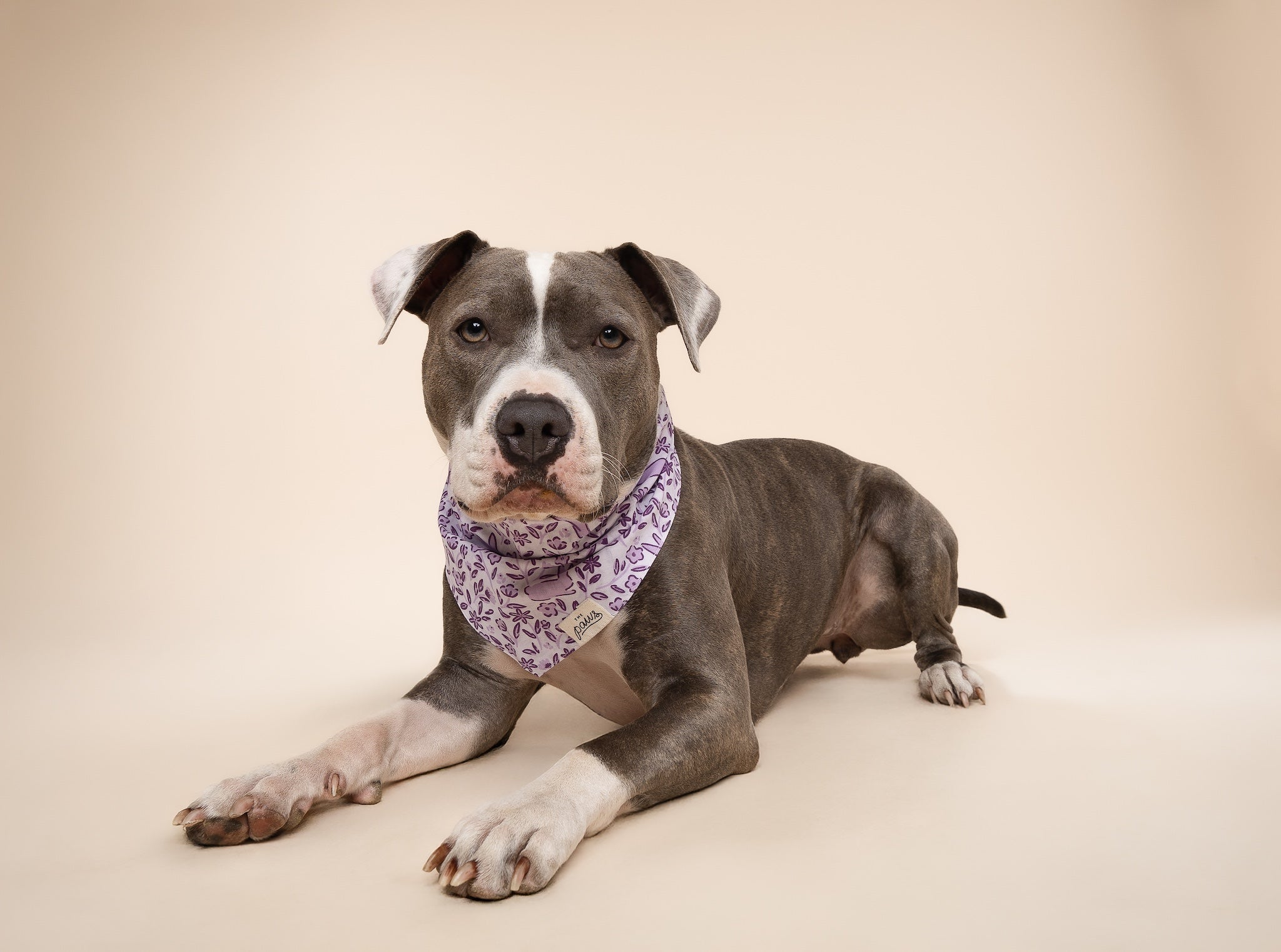 Bunny Dog Bandana