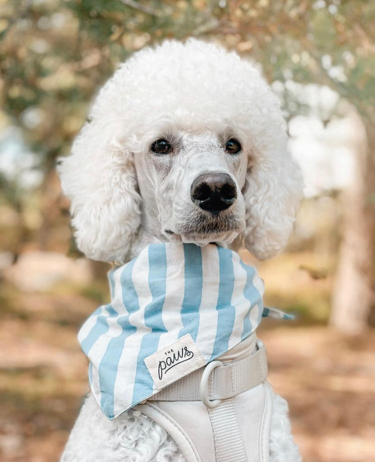 Dog wearing Cabana Blue Stripes Bandana