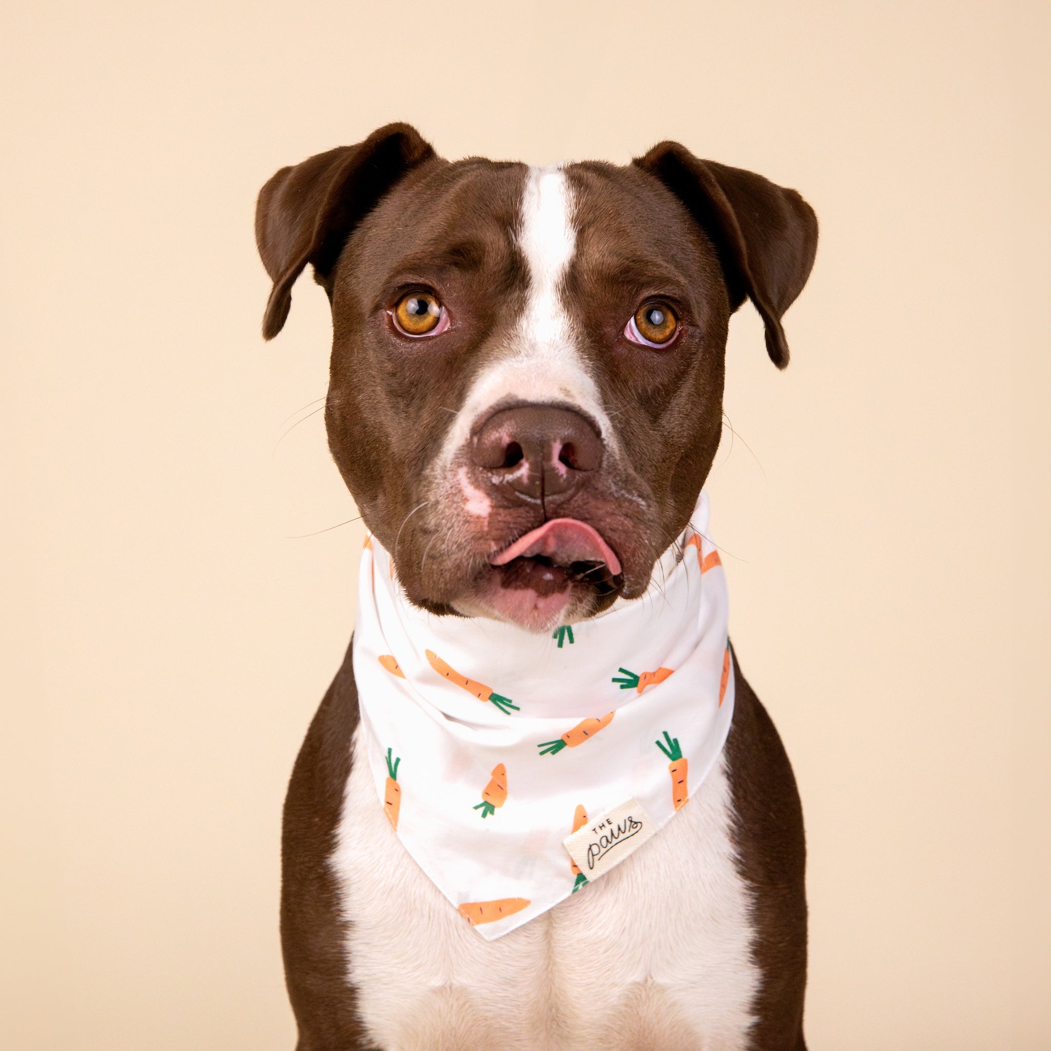 Carrot Dog Bandana