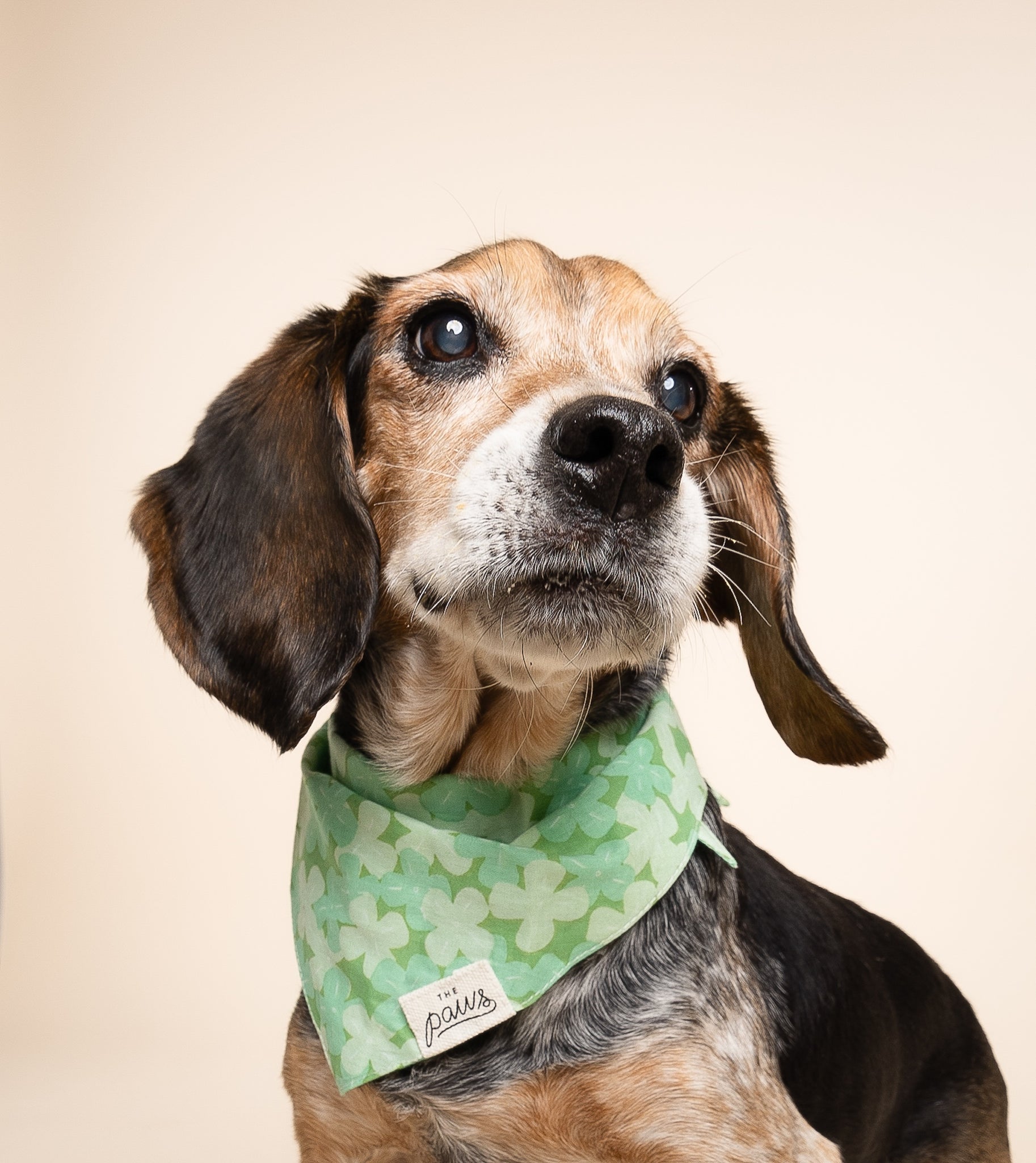 Clover Dog Bandana