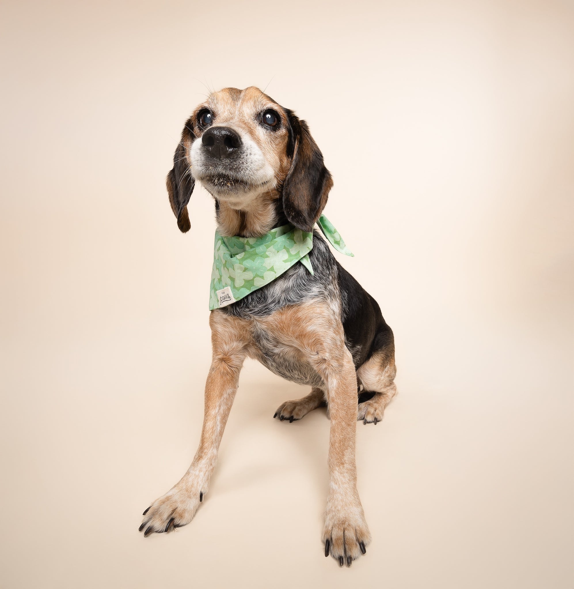 Clover Dog Bandana