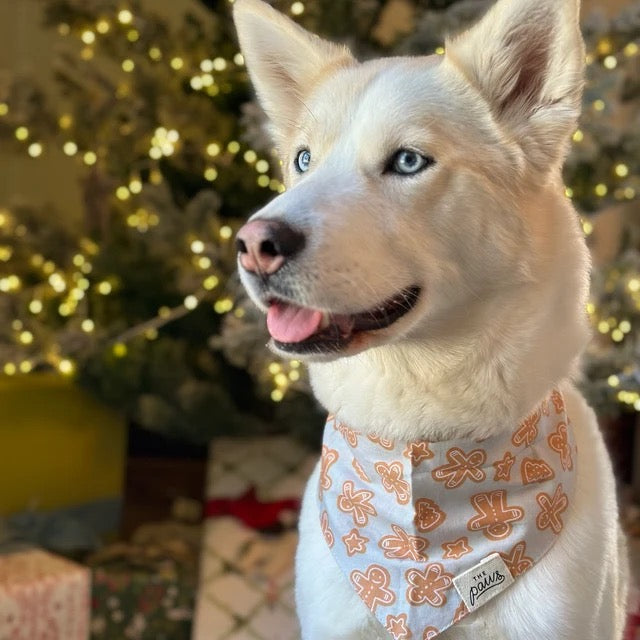 Cookies Dog Bandana - The Paws