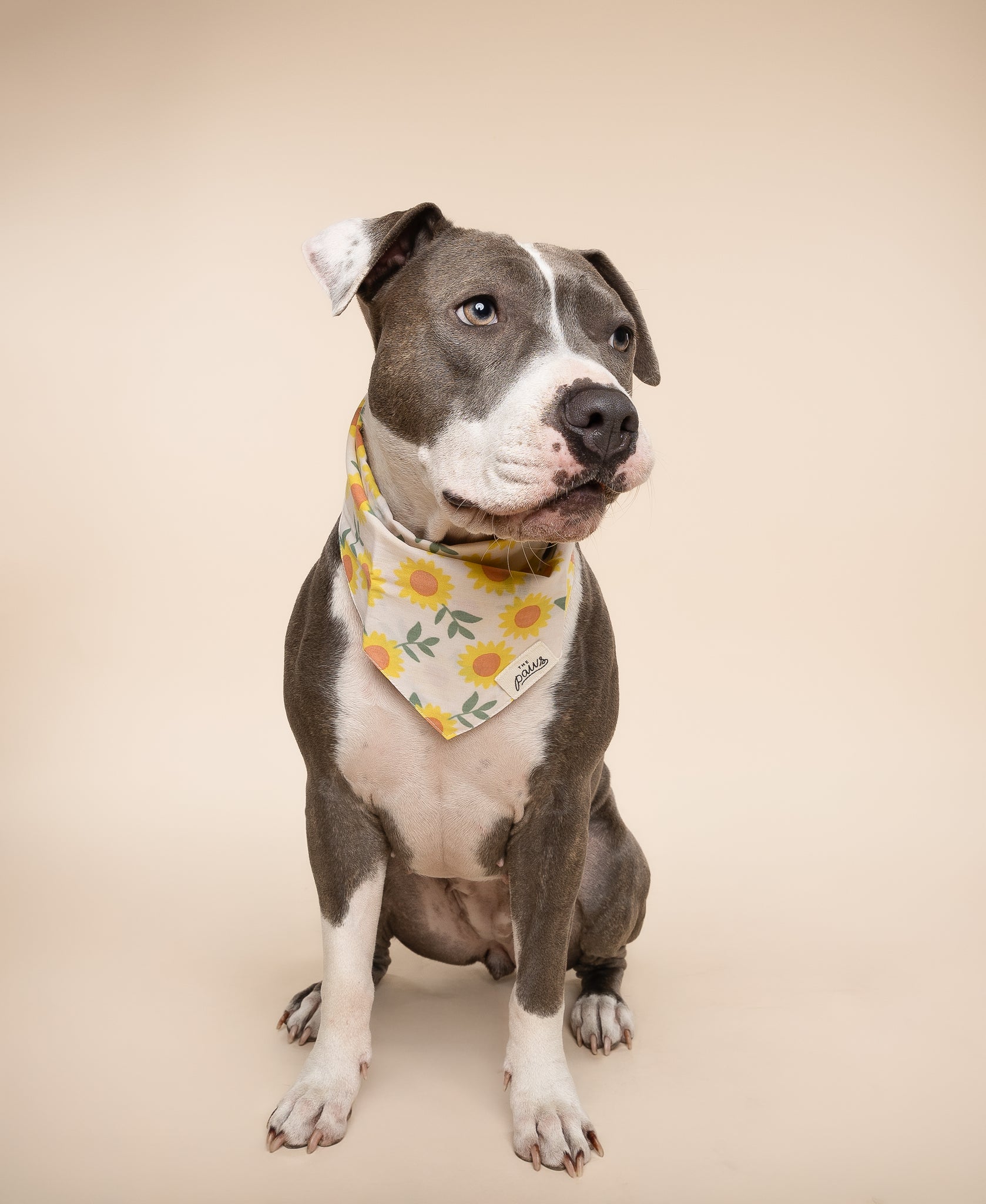 Cullipher Dog Bandana from The Paws I