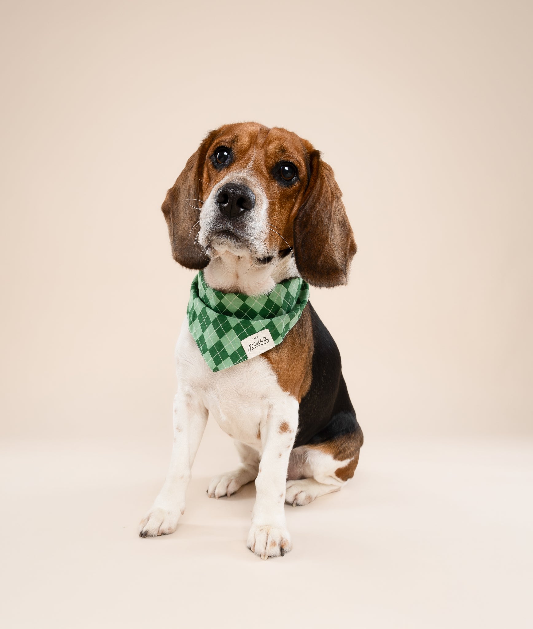 Dublin Dog Bandana from The Paws