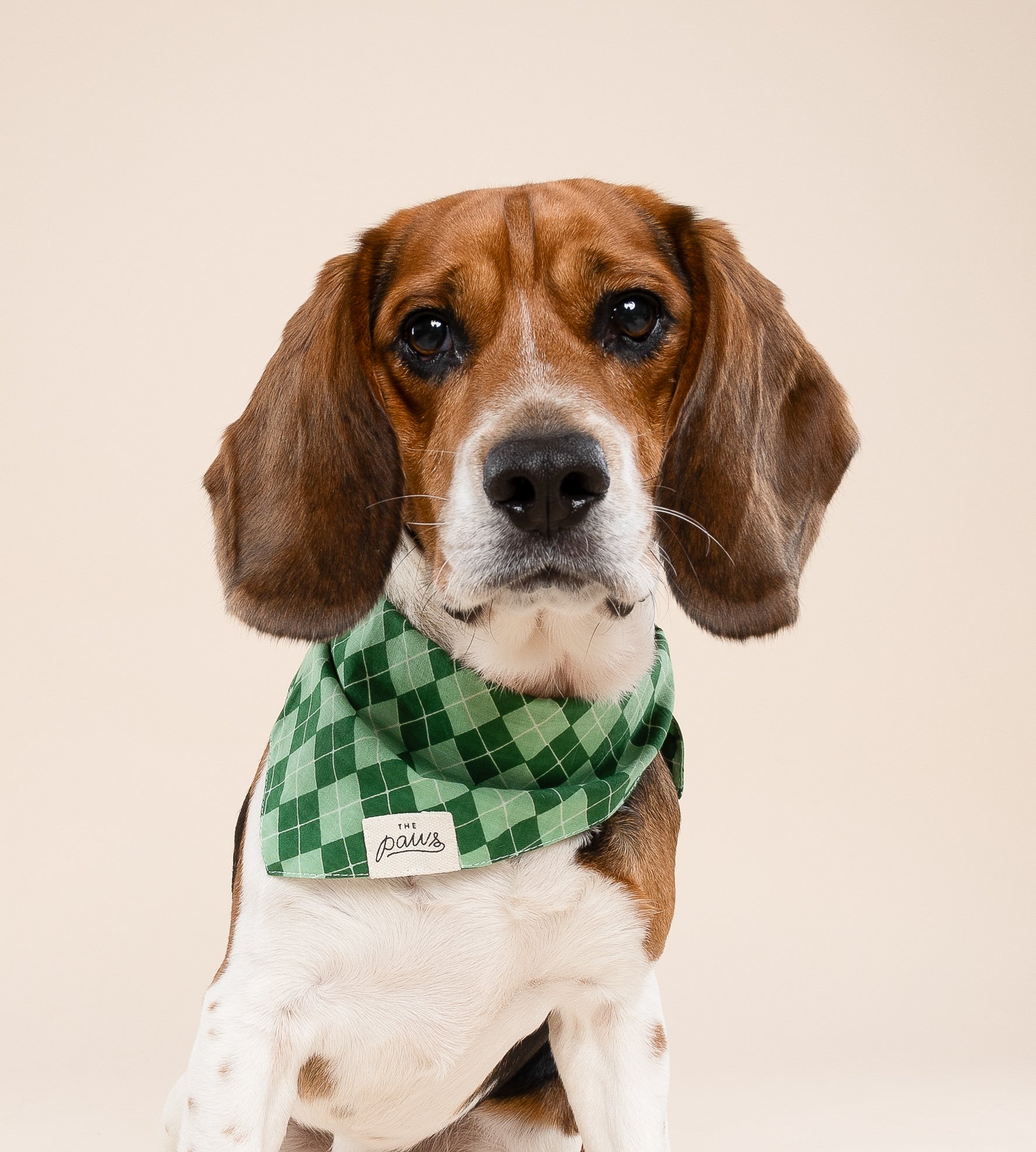 Dublin Dog Bandana from The Paws I