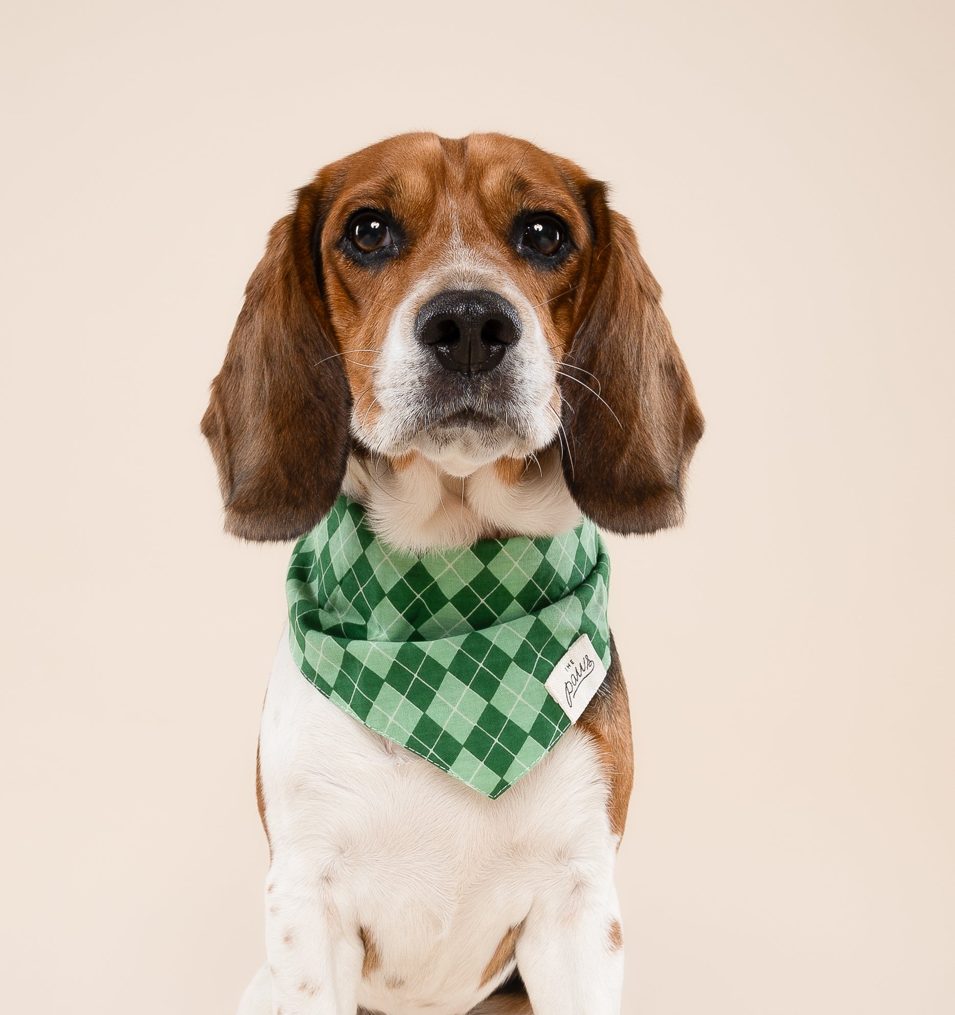 Dublin Dog Bandana from The Paws II