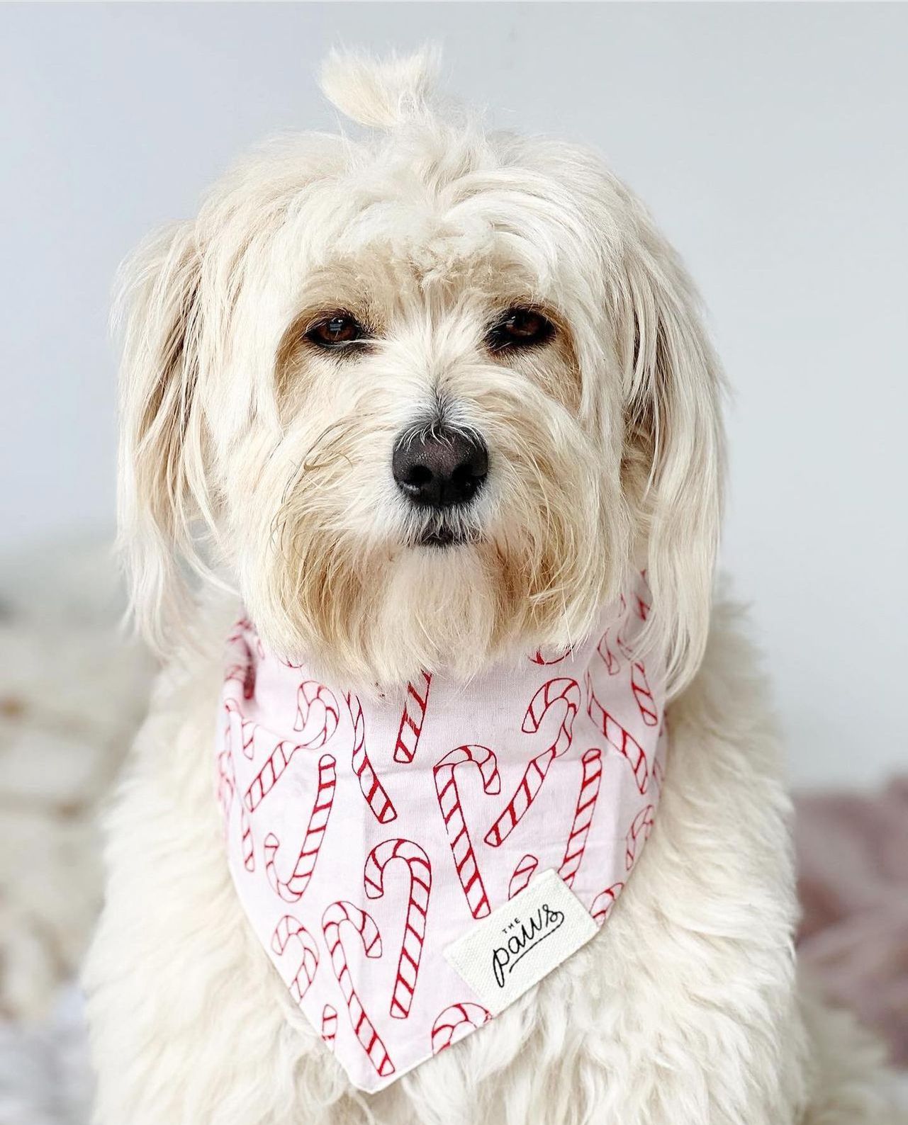 Elfie dog bandana- The Paws