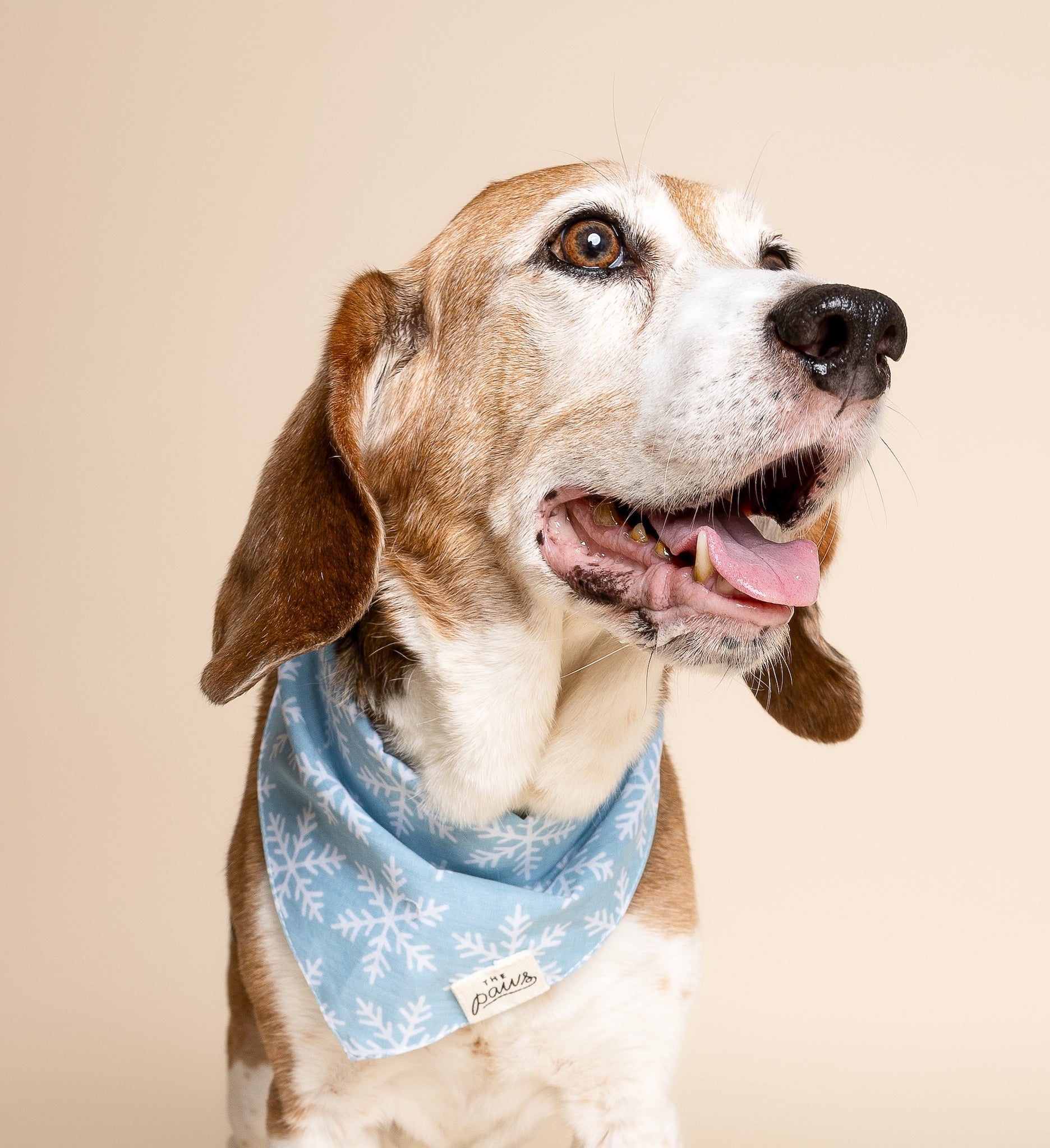 Frozen Dog Bandana