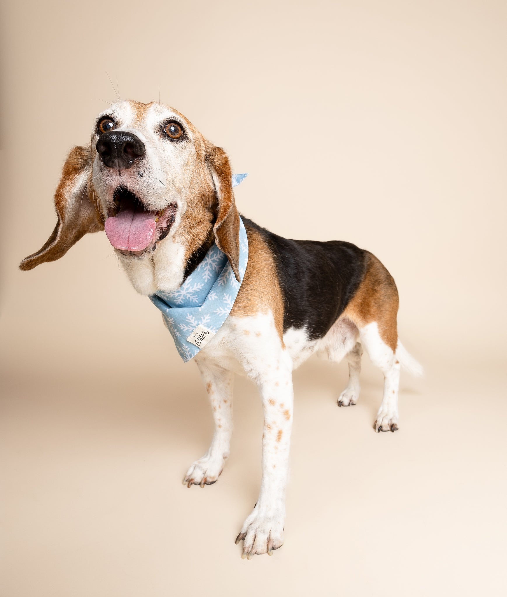 Frozen Dog Bandana