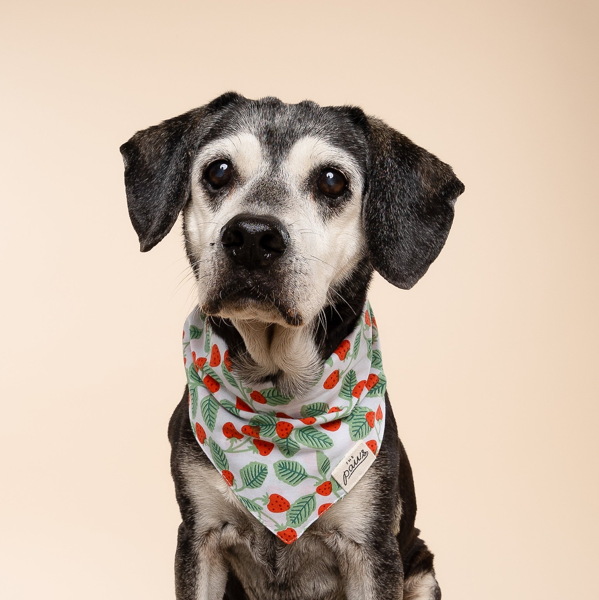 Henley Dog Bandana