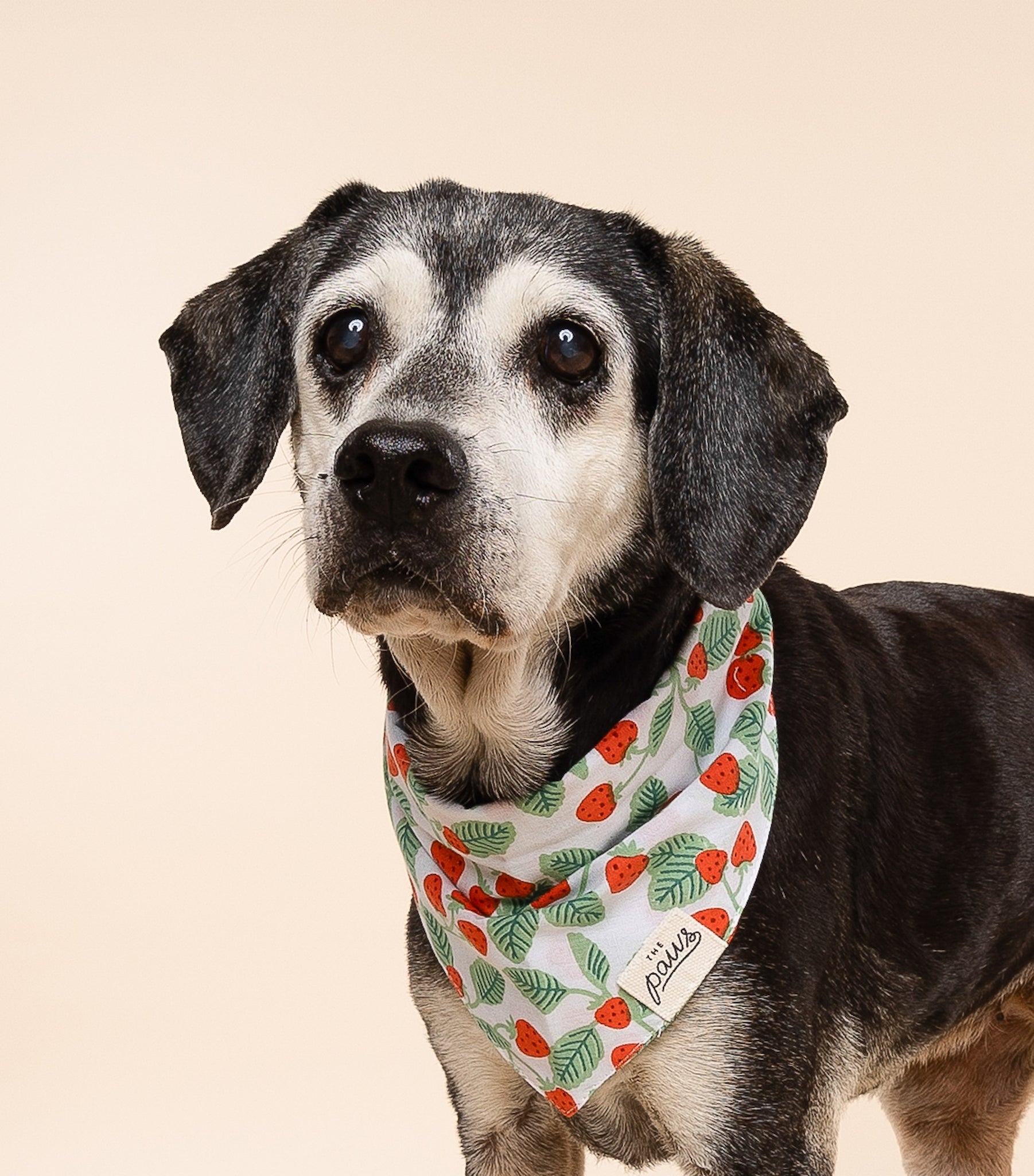 Henley Dog Bandana