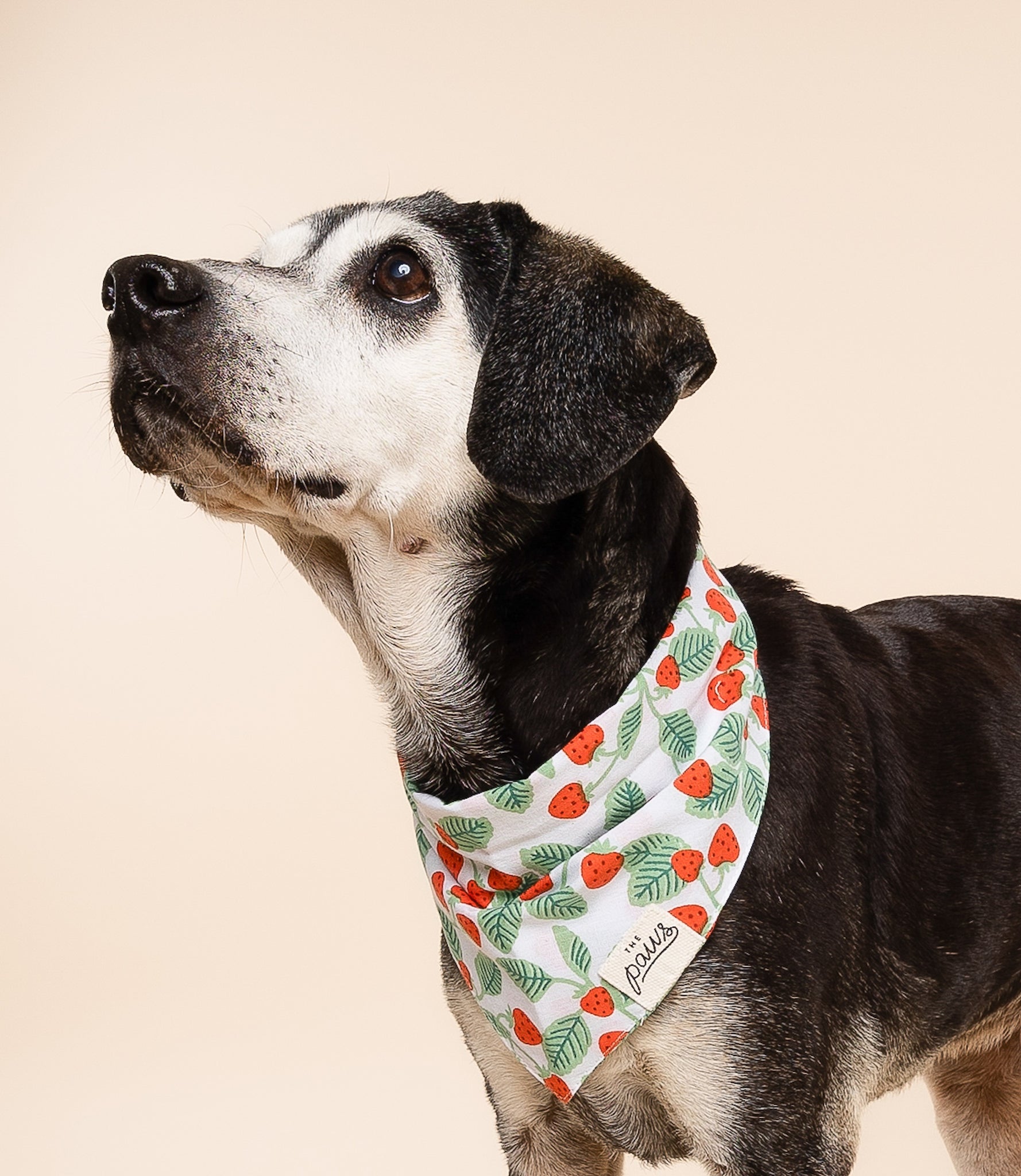 Henley Dog Bandana