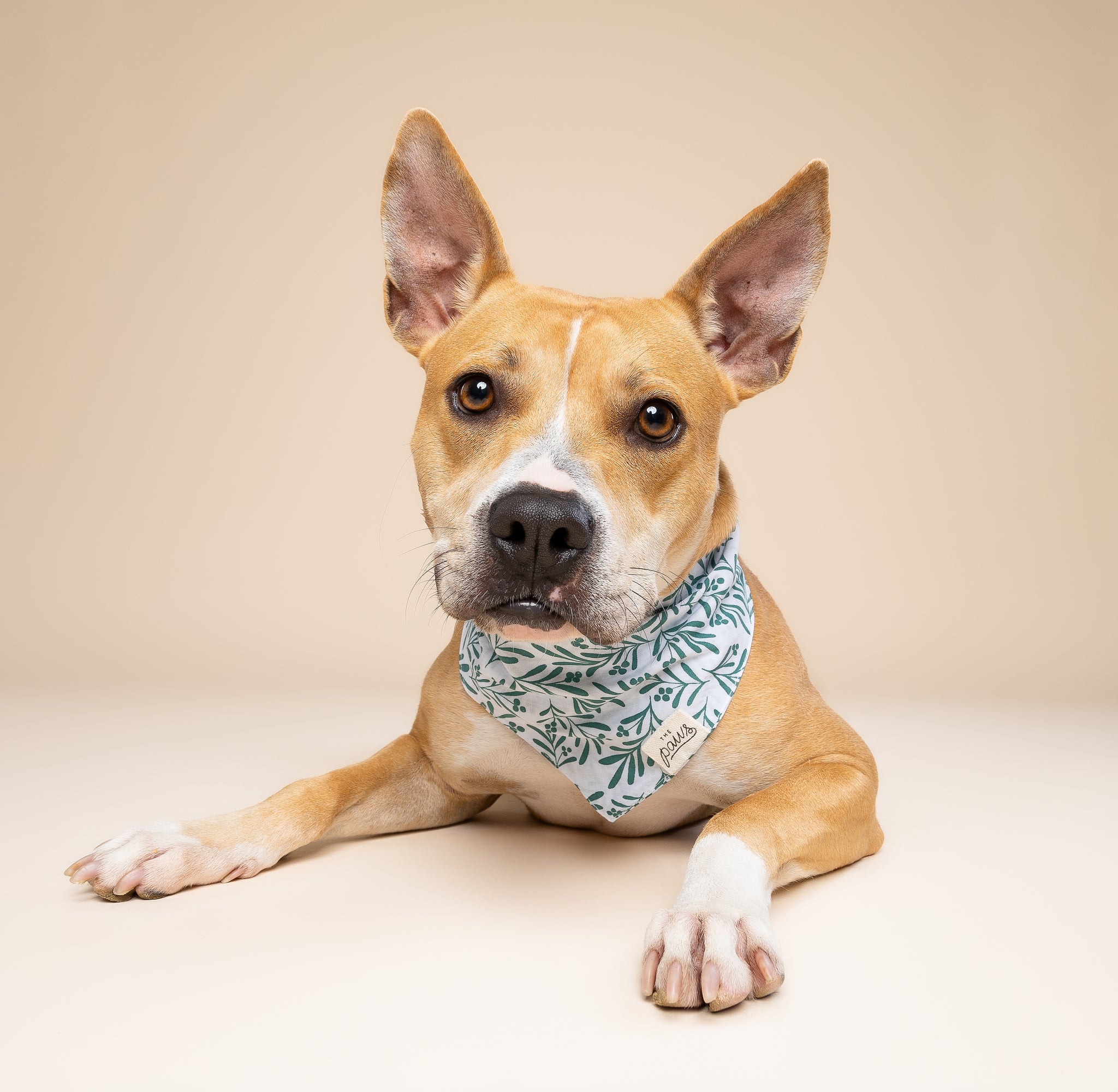 Holly Dog Bandana