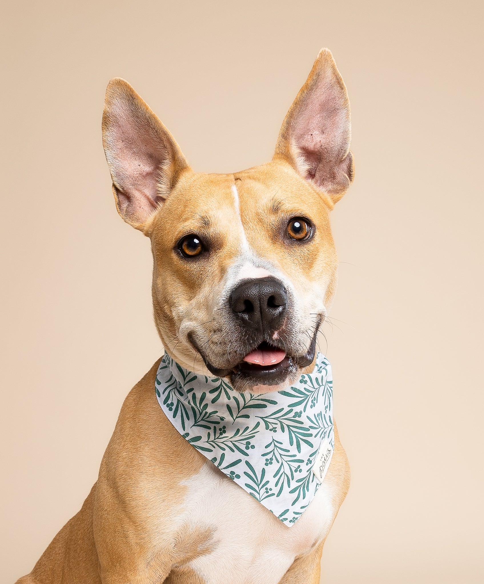 Holly Dog Bandana