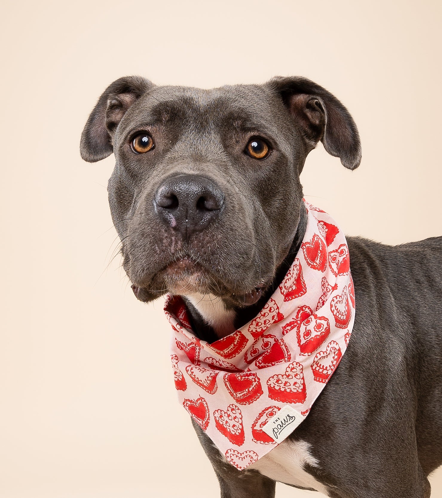 Kate Dog Bandana