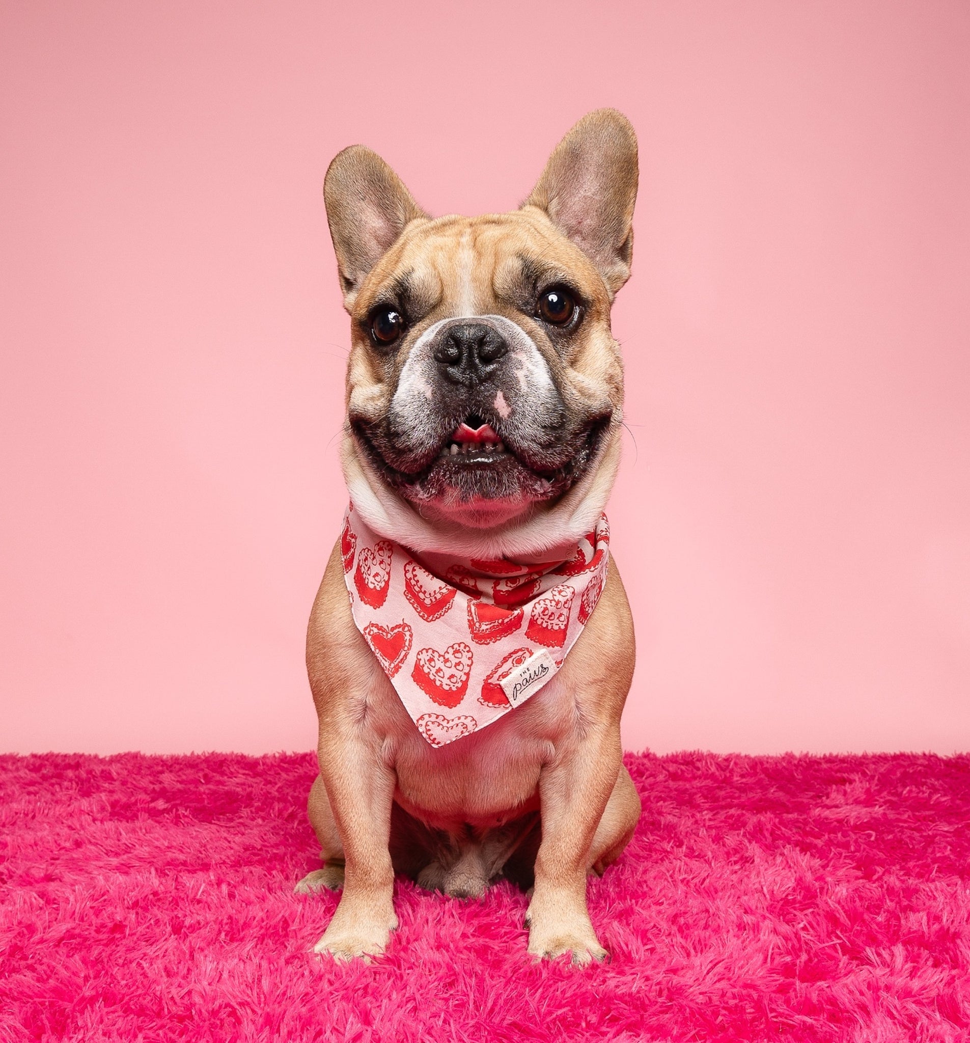 Kate Dog Bandana