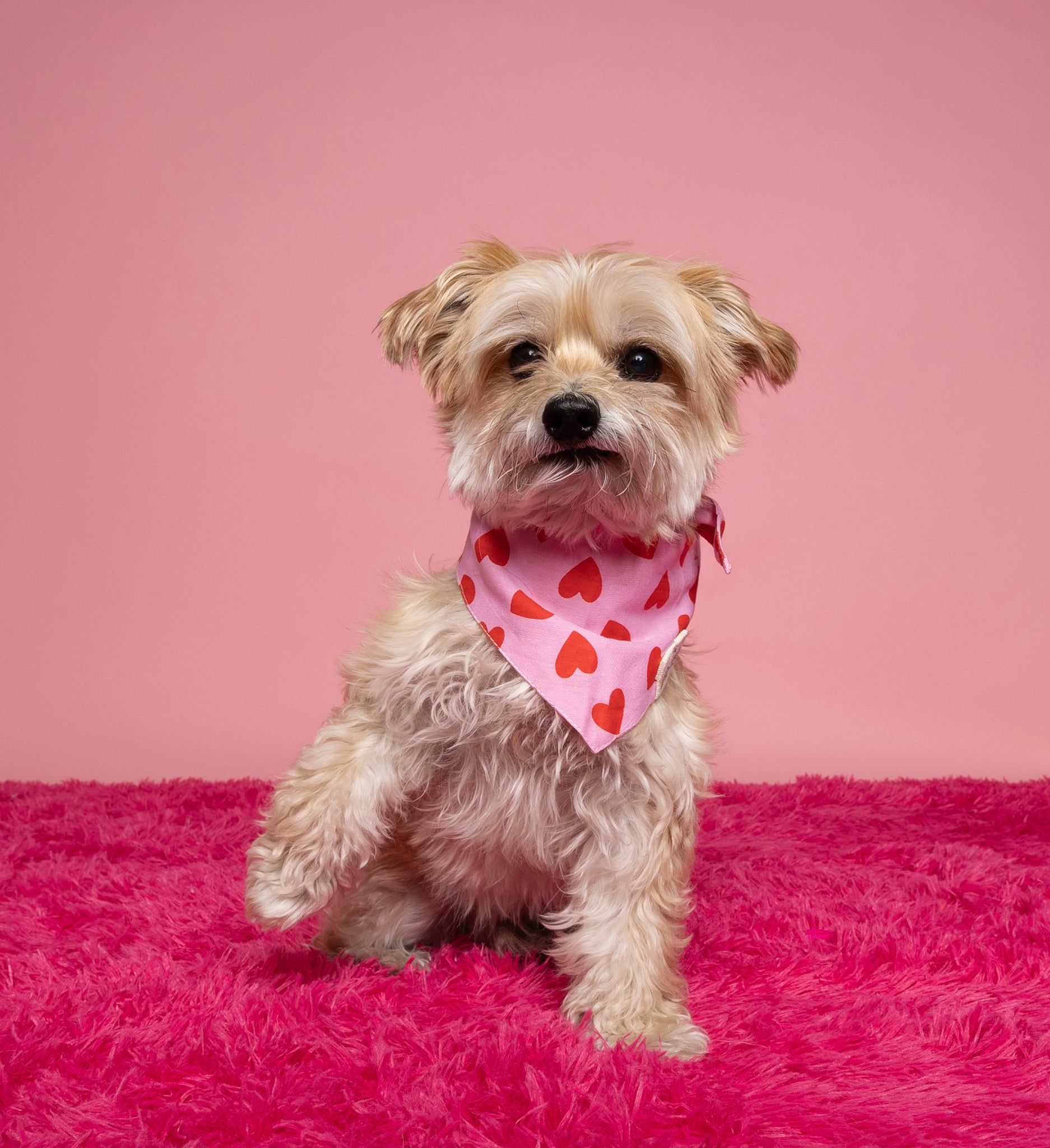 Lovesong Dog Bandana