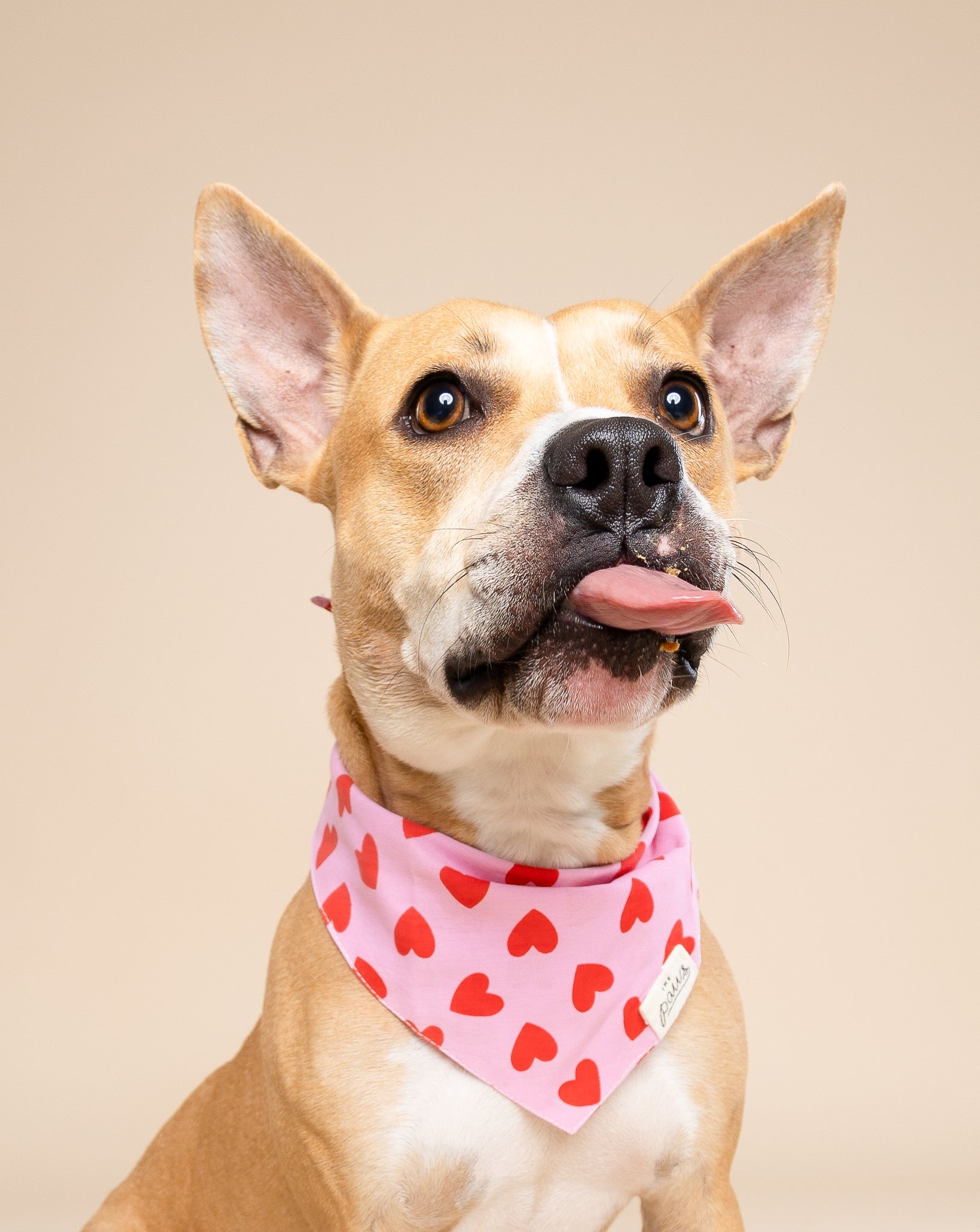 Lovesong Dog Bandana