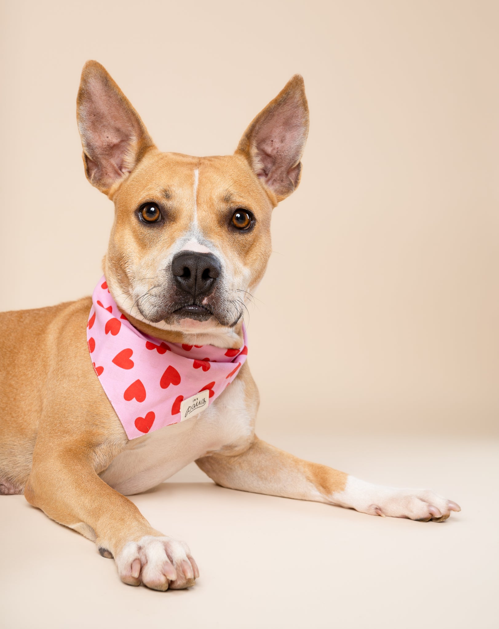 Lovesong Dog Bandana