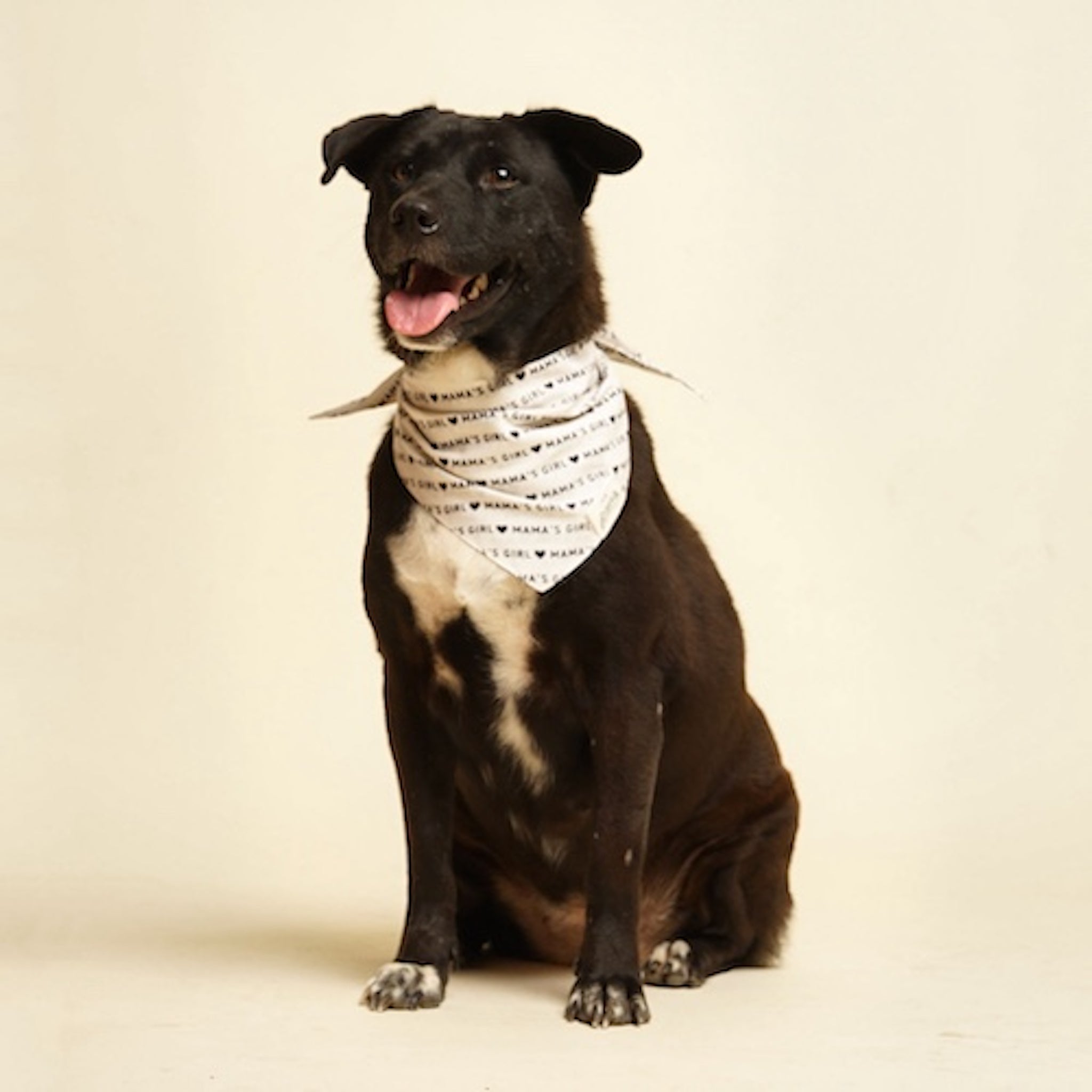 Dog wearing the Mama's Girl bandana from The Paws