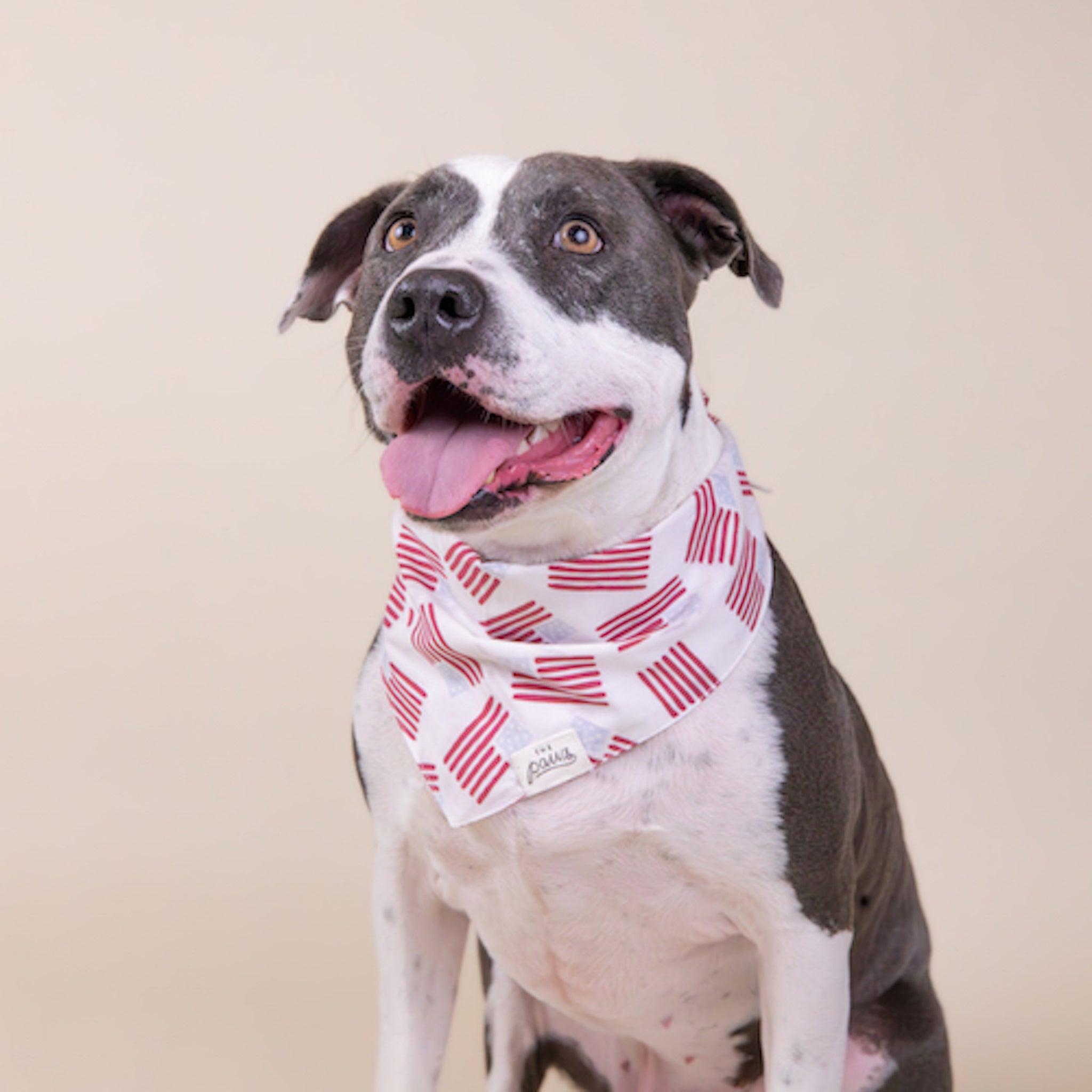 National Flag dog bandana from The Paws