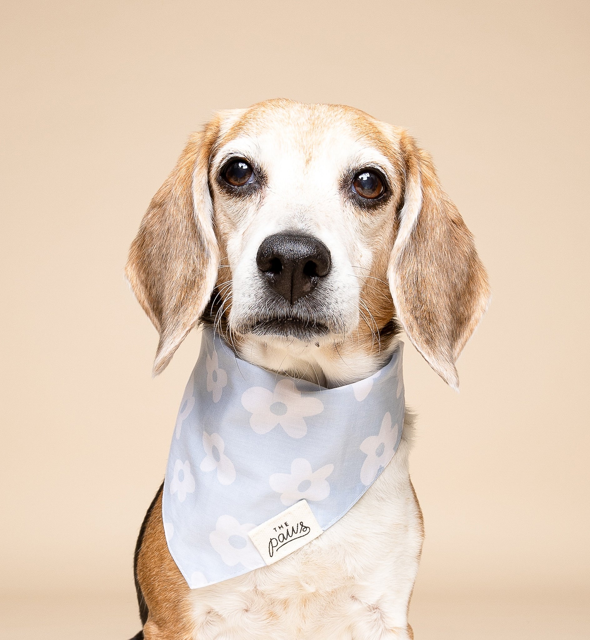 Noah Dog Bandana