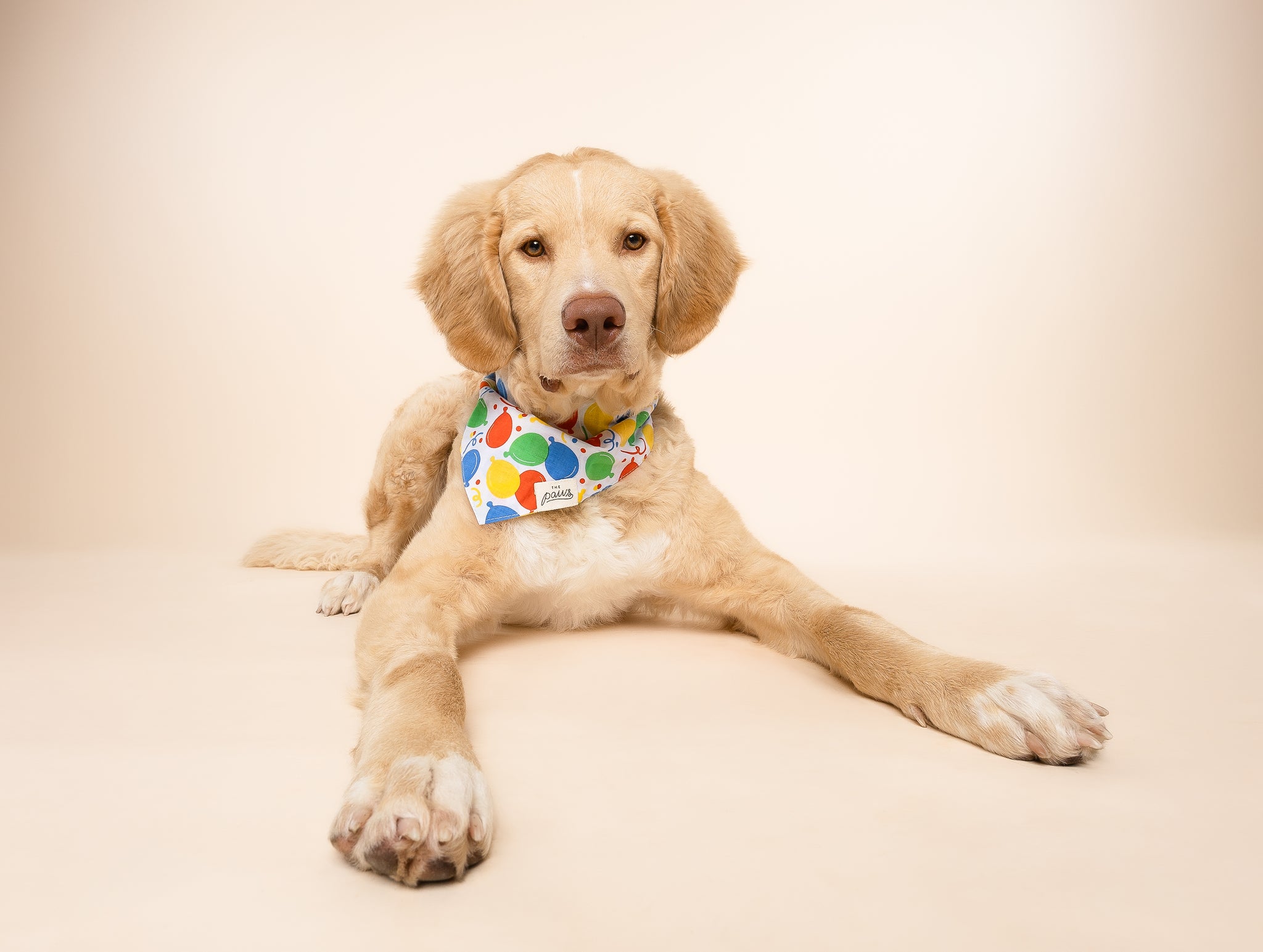 Party Animal Dog Bandana