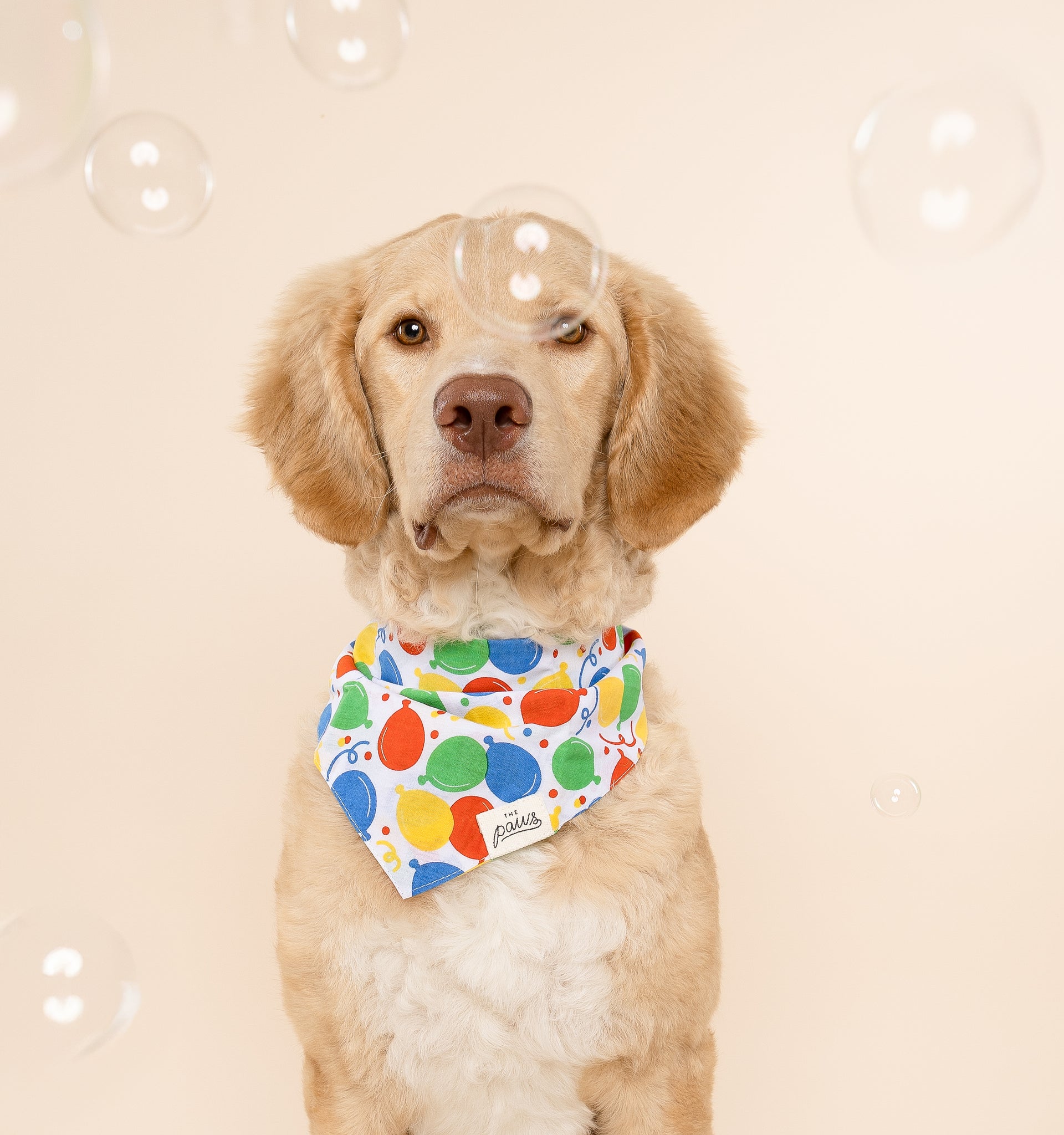 Party Animal Dog Bandana