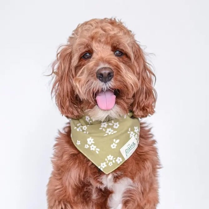 Pippin dog bandana from The Paws