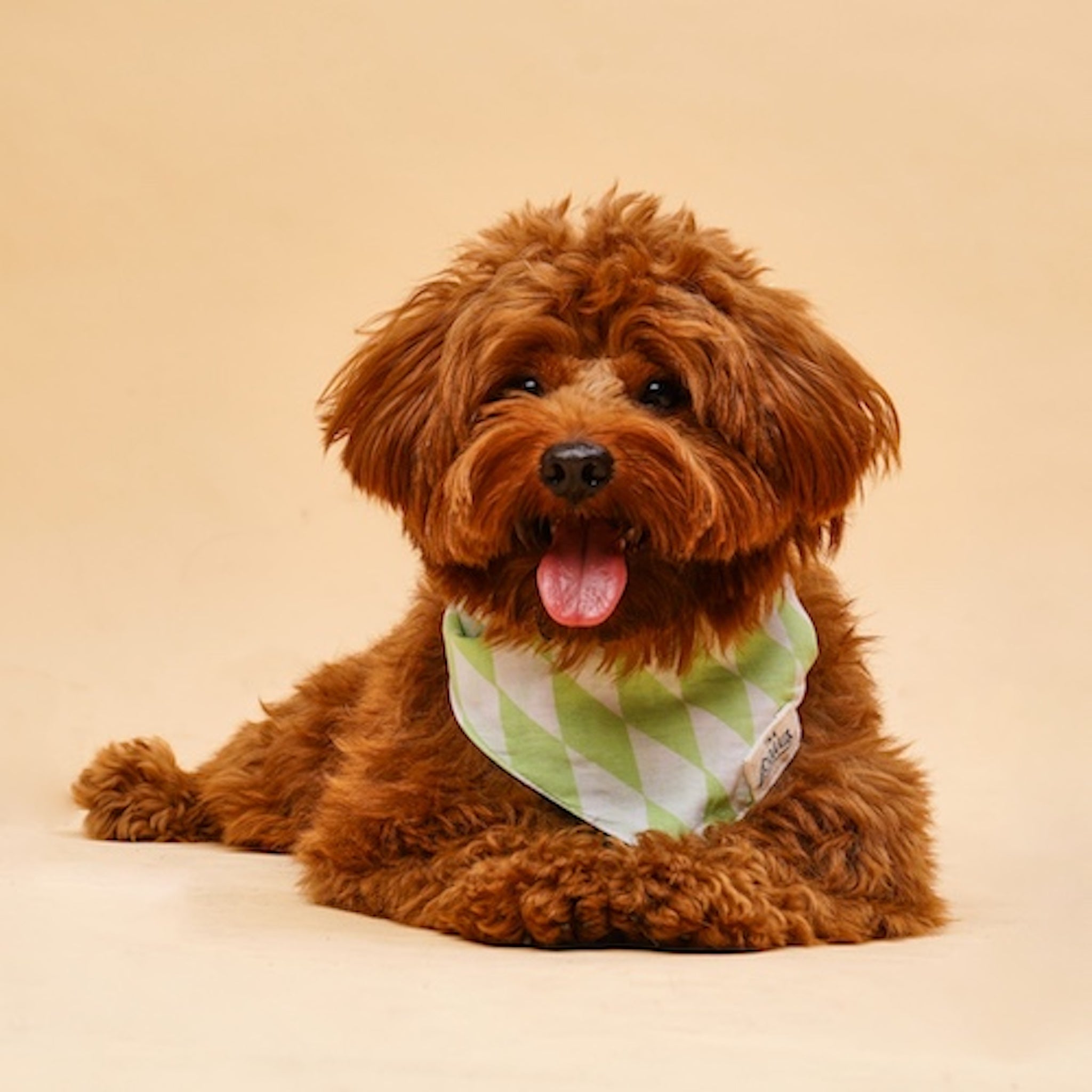 Quirk dog bandana from The Paws