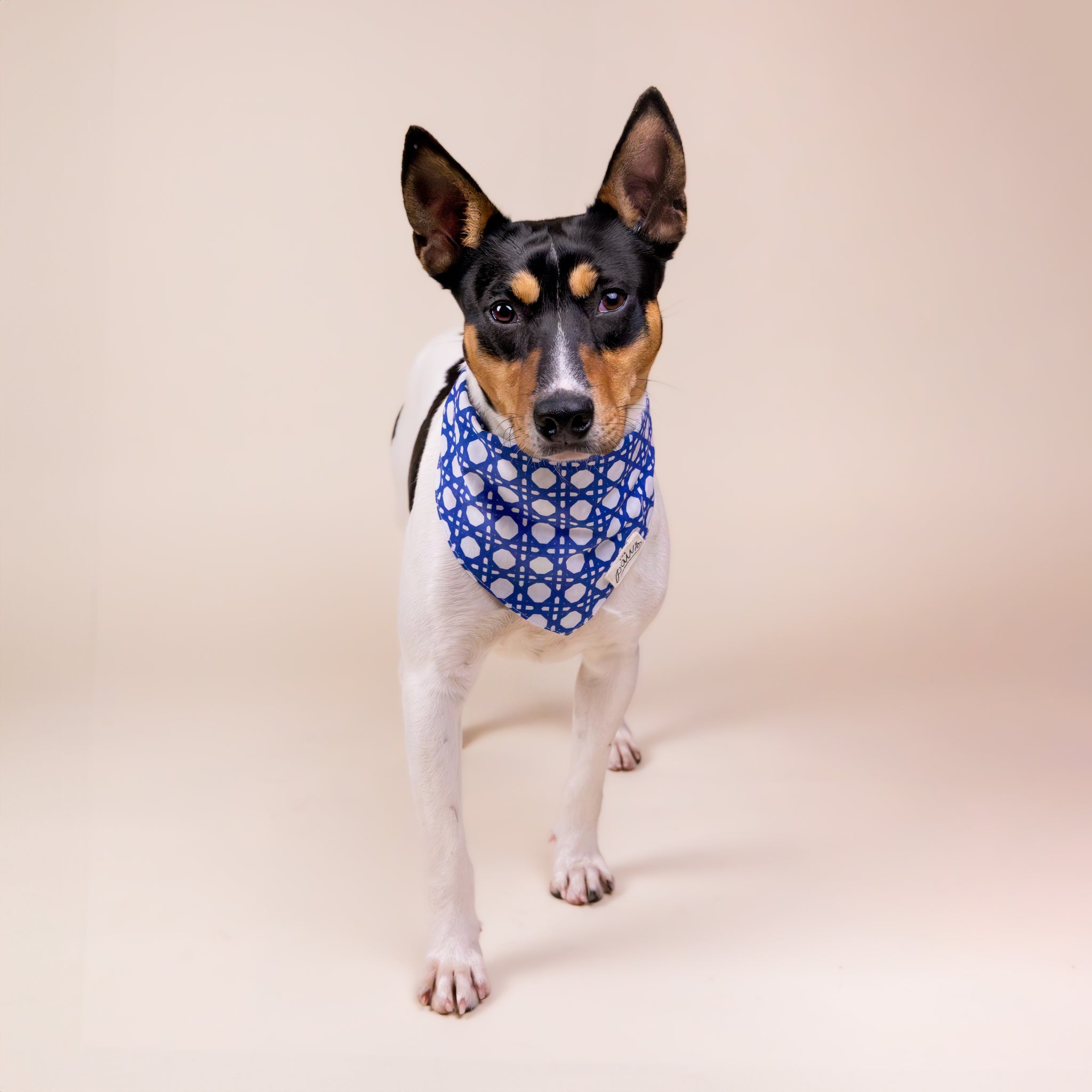 Riff dog bandana from The Paws