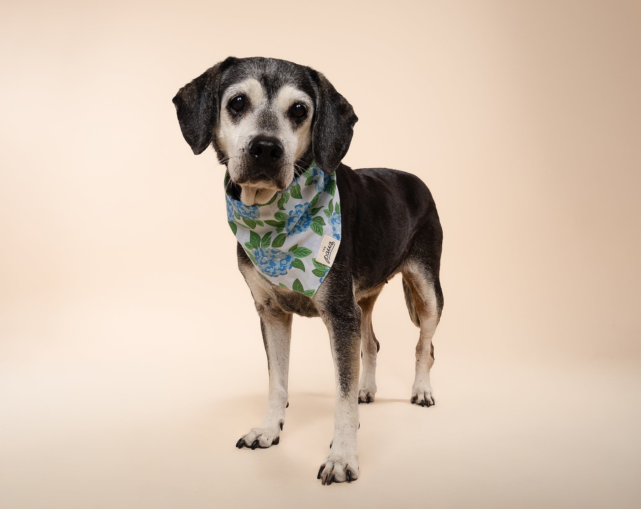 Sconset Dog Bandana