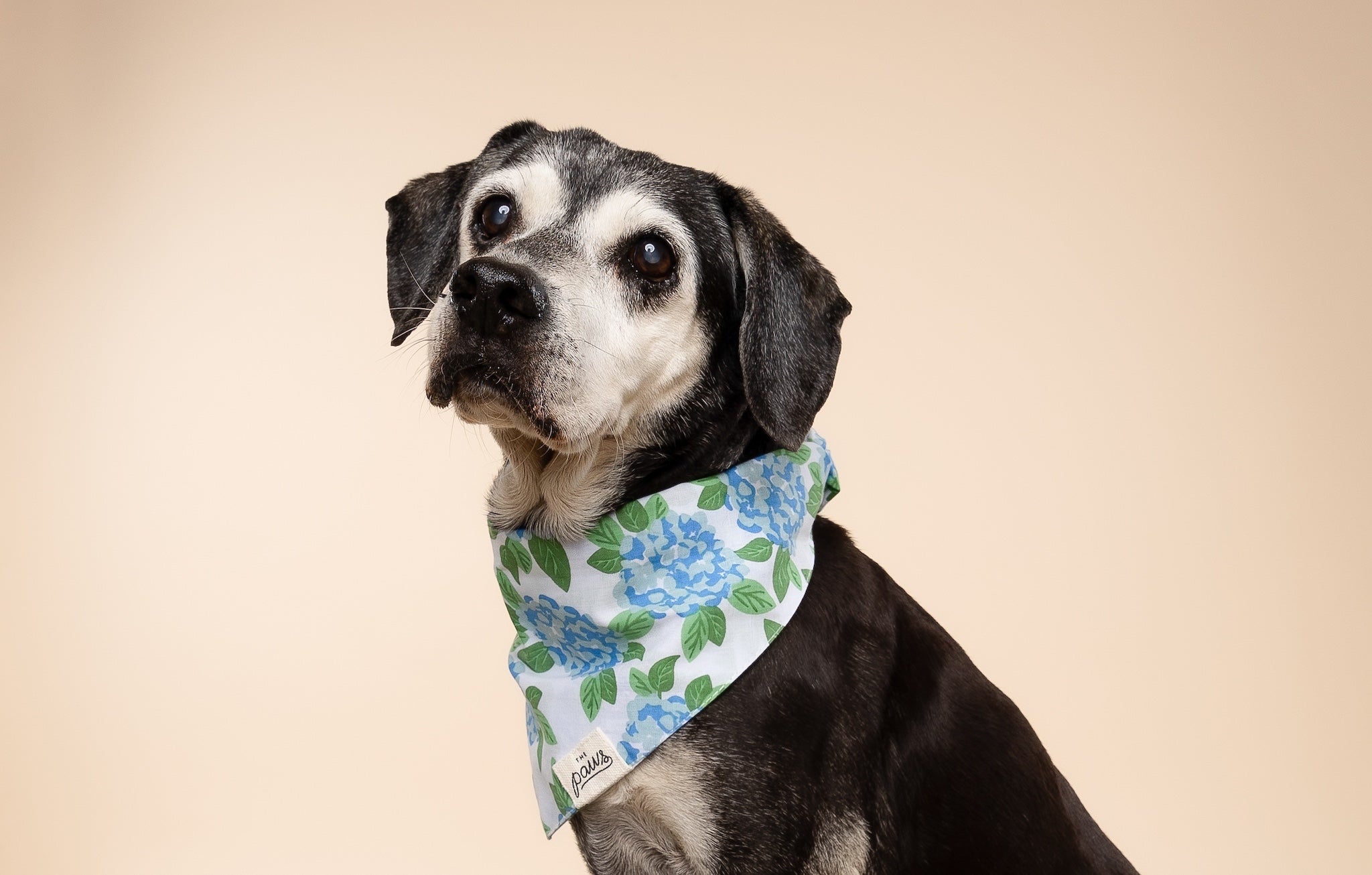 Sconset Dog Bandana