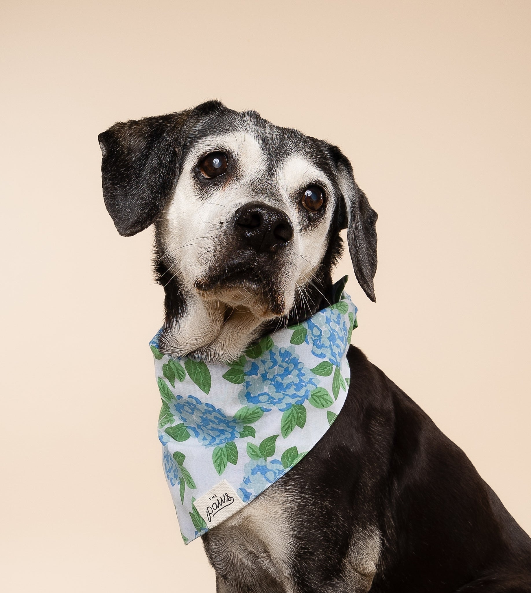 Sconset Dog Bandana