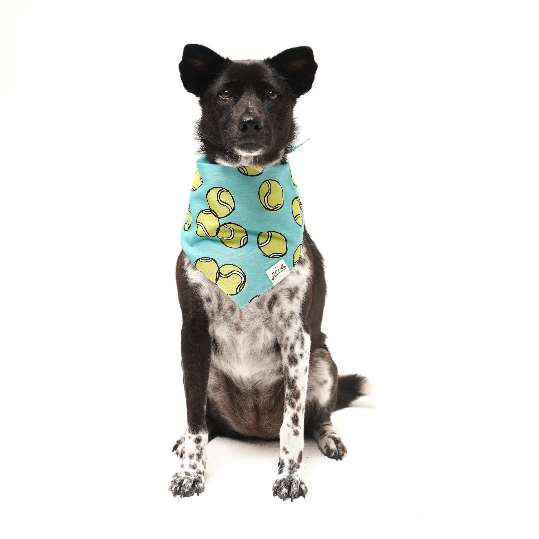 Fetch Dog Bandana