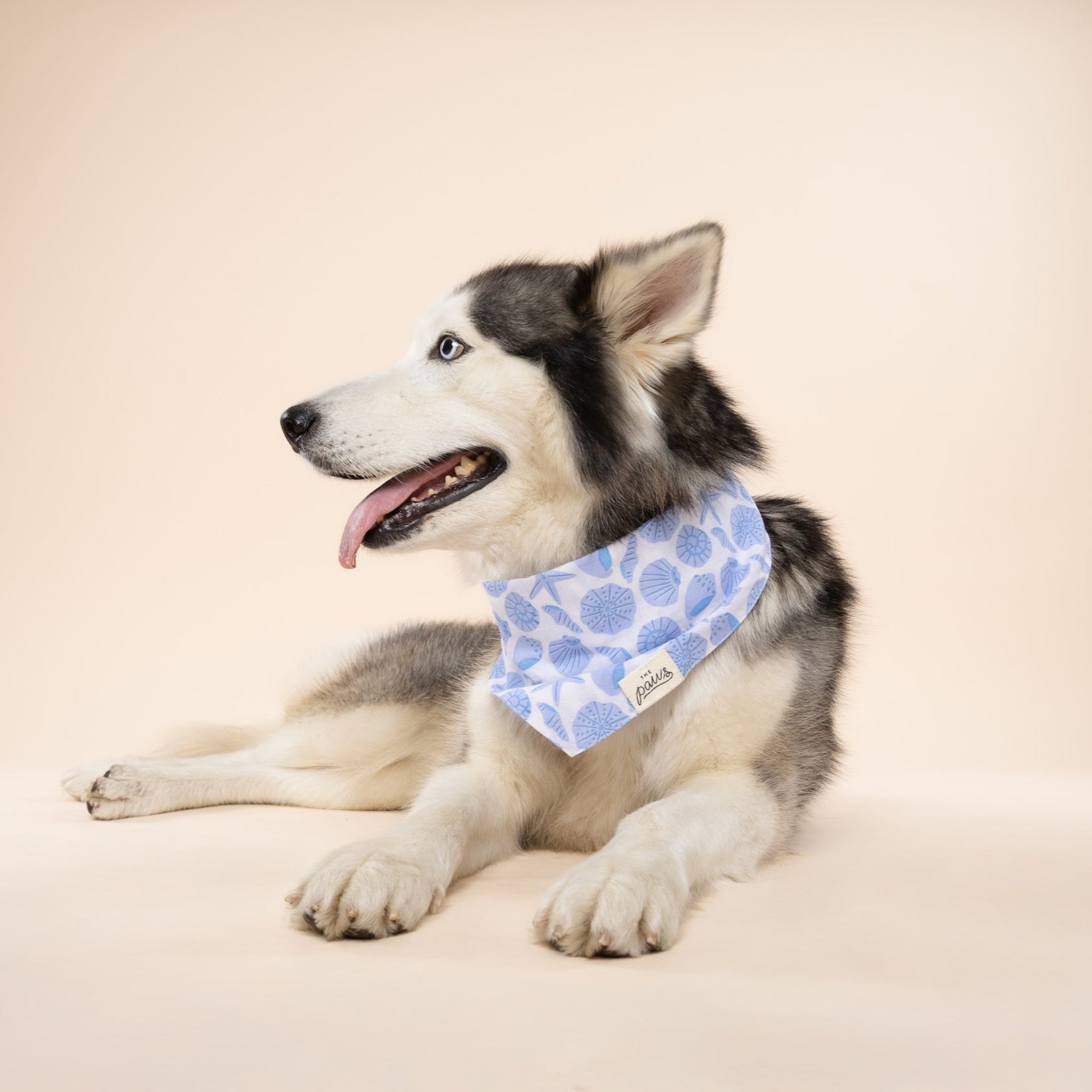 Seaside Dog Bandana