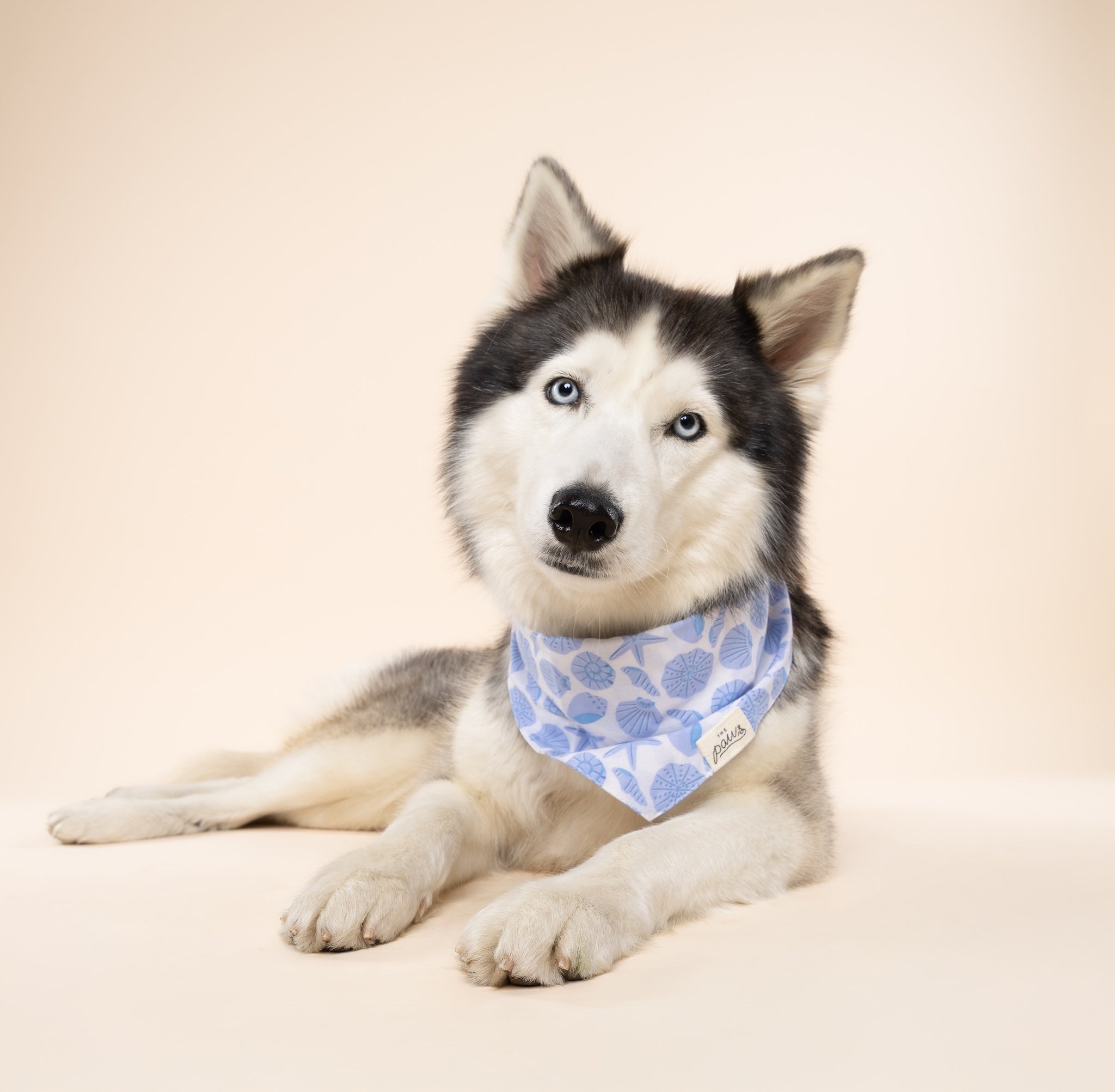 Seaside Dog Bandana