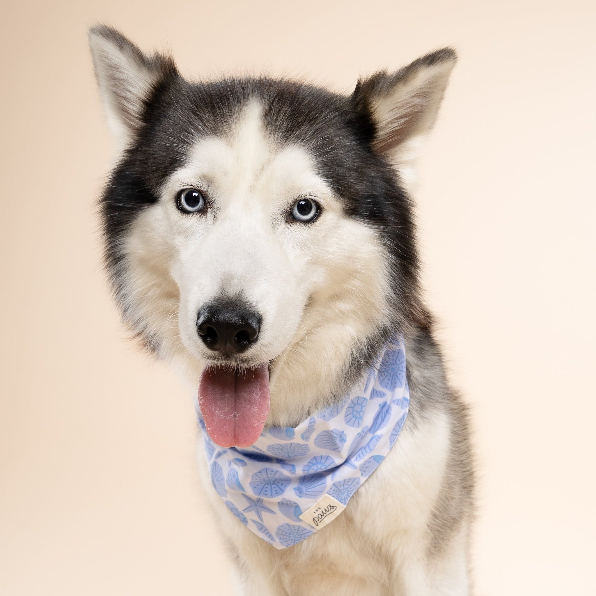 Seaside Dog Bandana