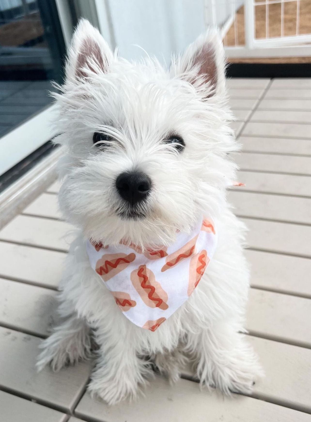 Dog wearing the Sizzle hotdog bandana