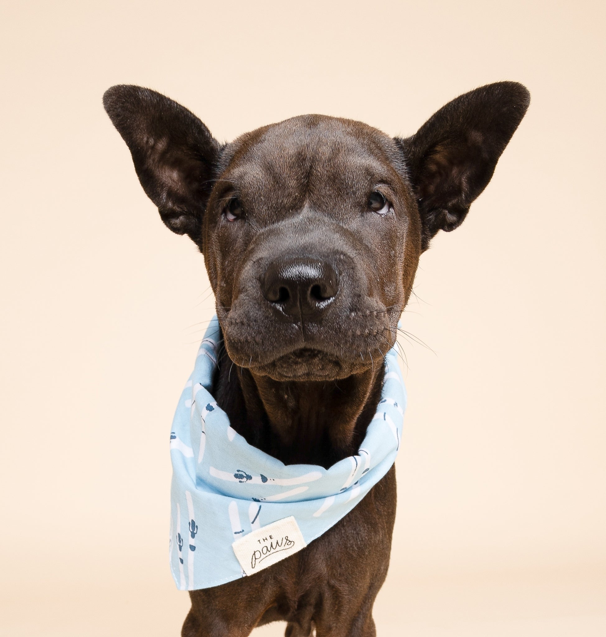 Ski Dog Bandana