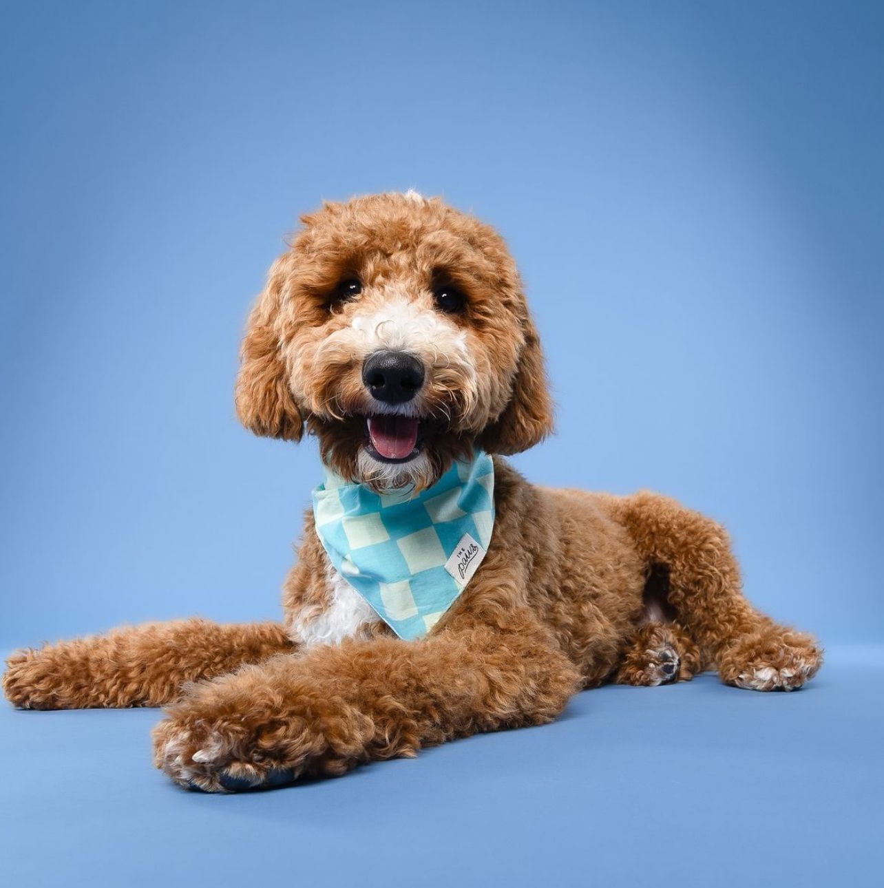 Soho Dog Bandana