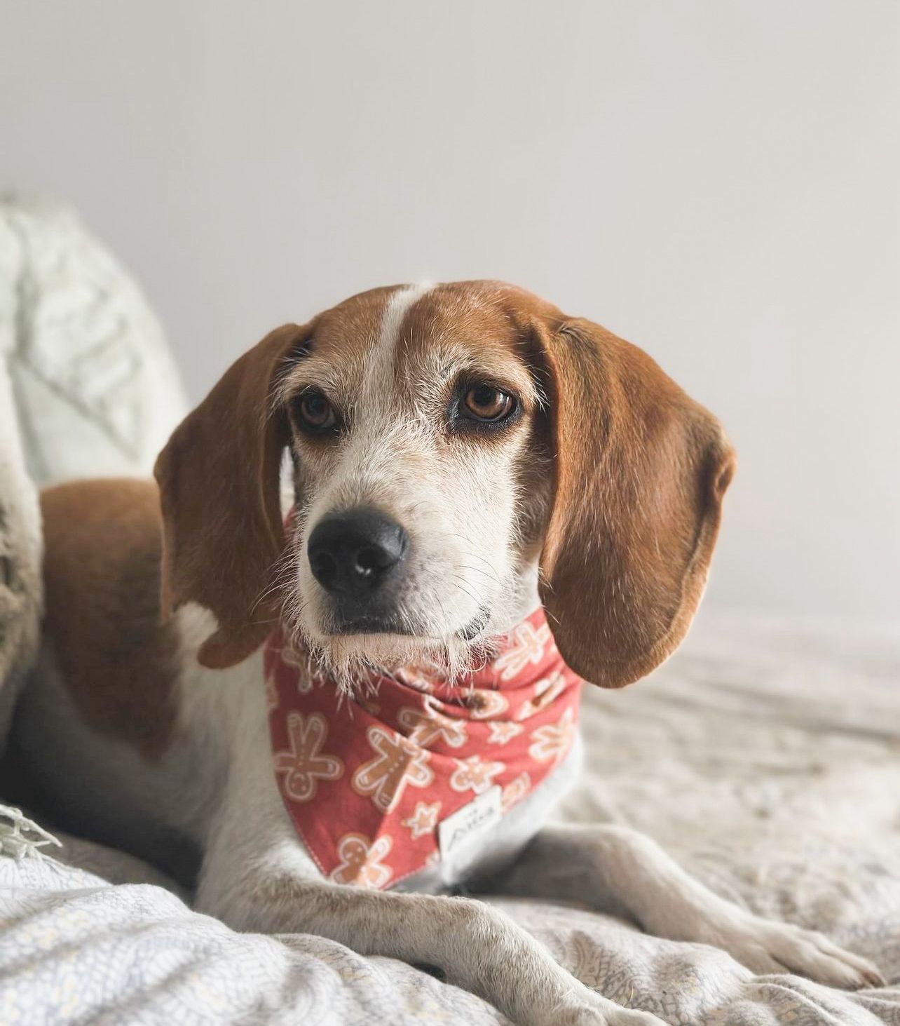 Spice Dog Bandana - The Paws