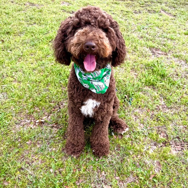 The Park dog bandana from The Paws