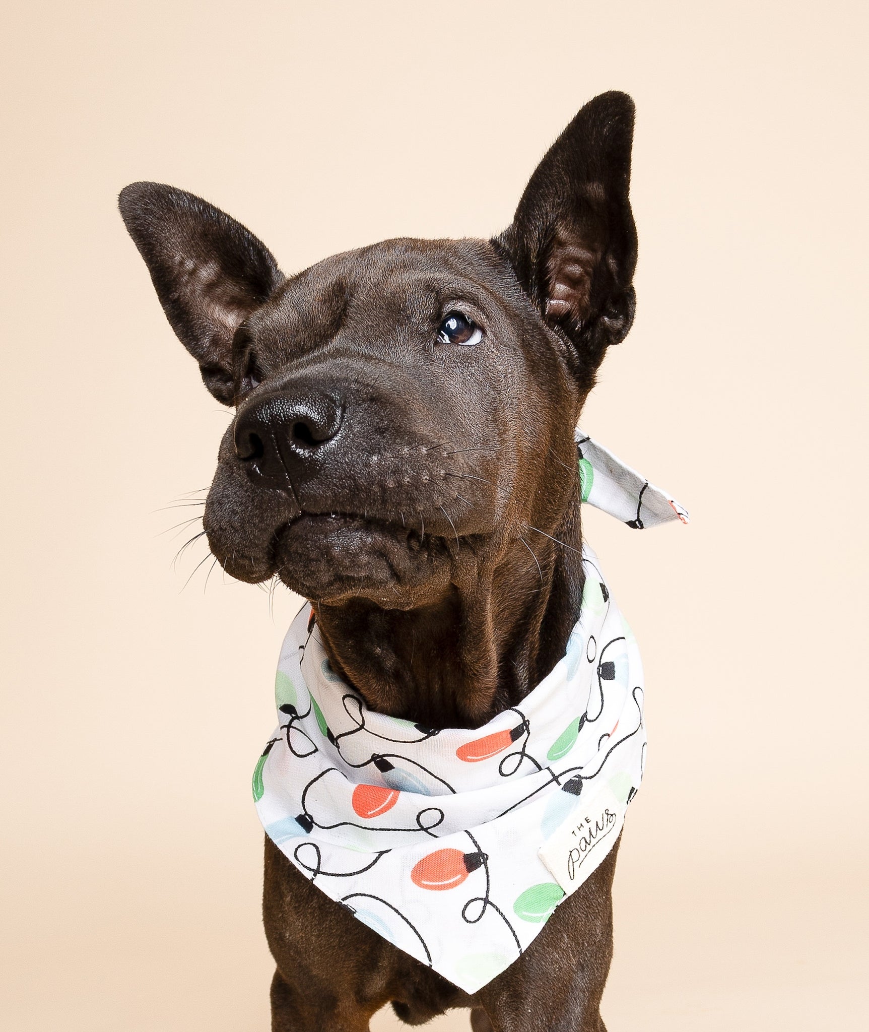 Twinkle Dog Bandana